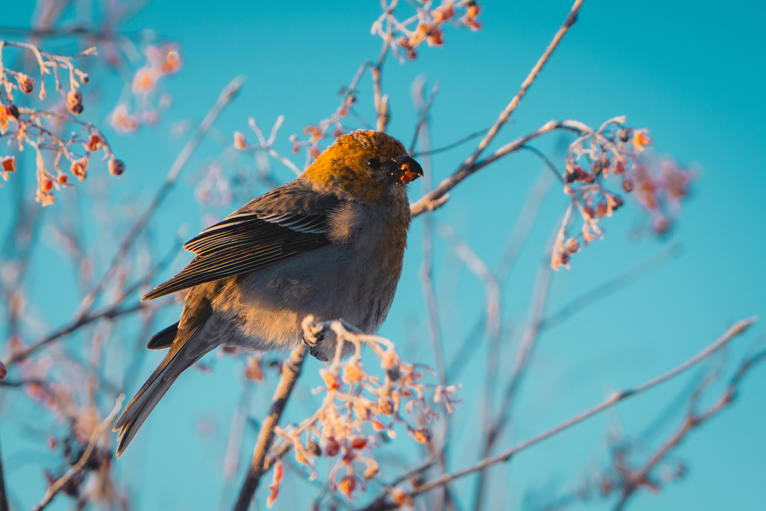 Губкинский и Когалым, Март 2024