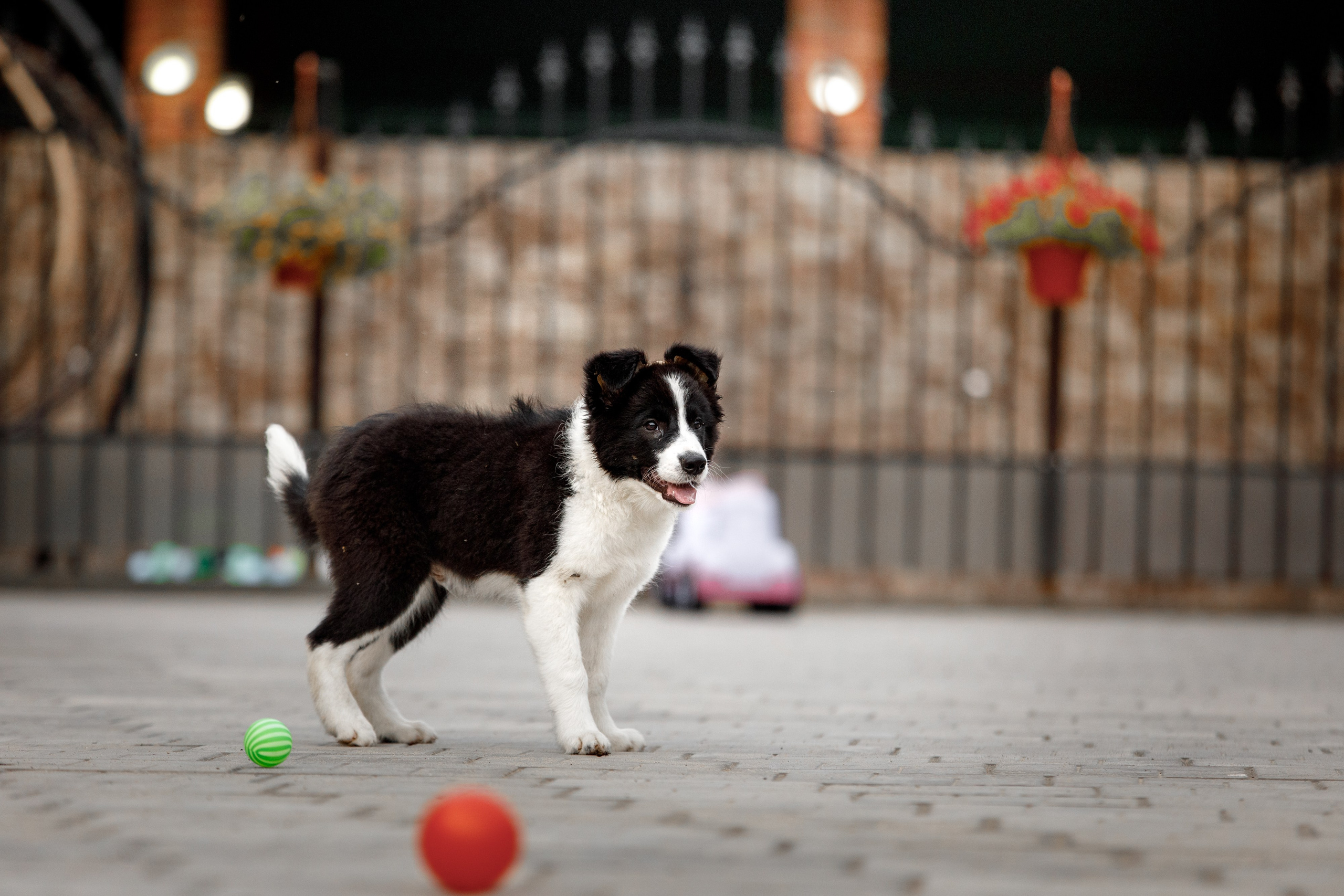 Болтовня в саду. О нас