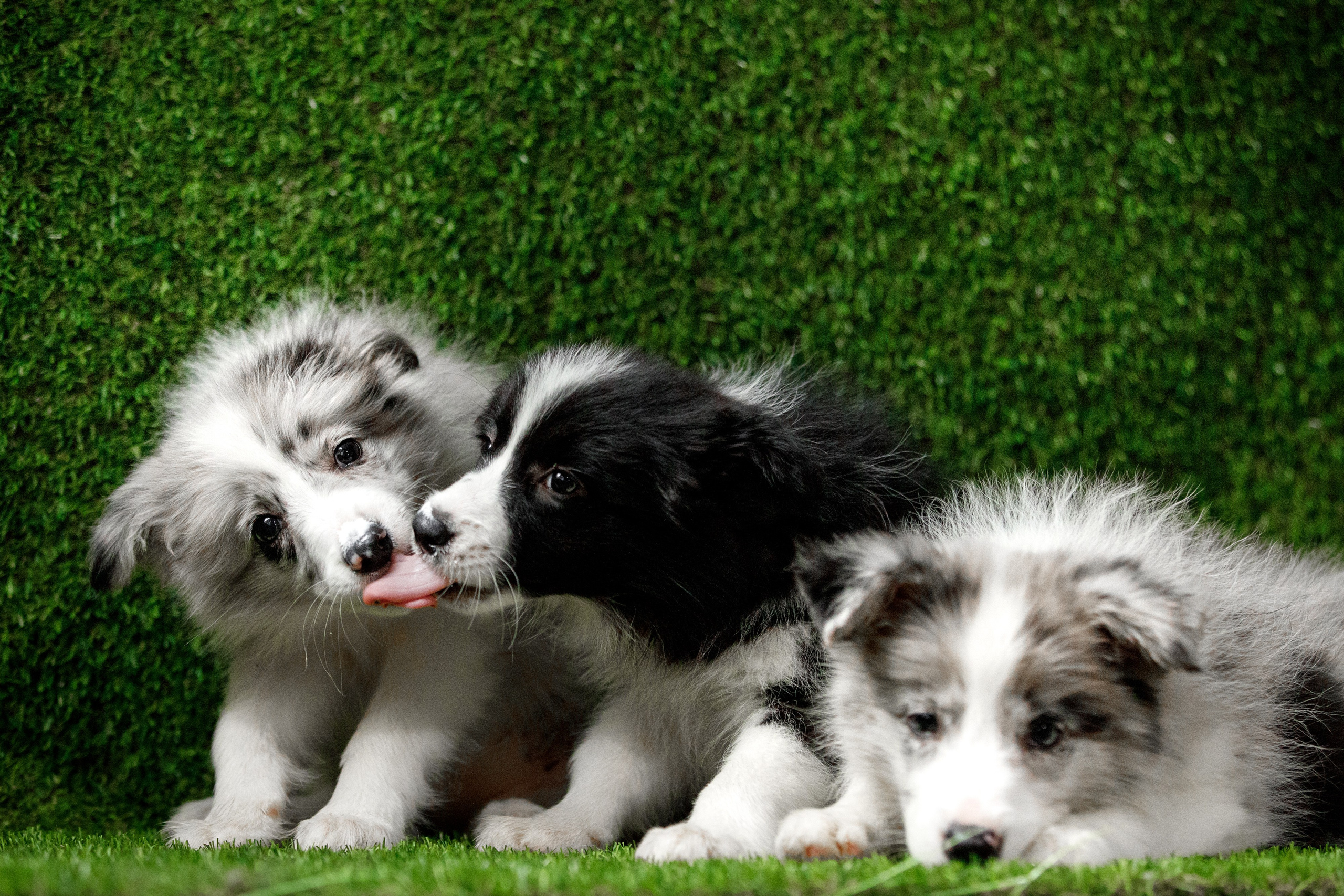 Болтовня в саду. О нас