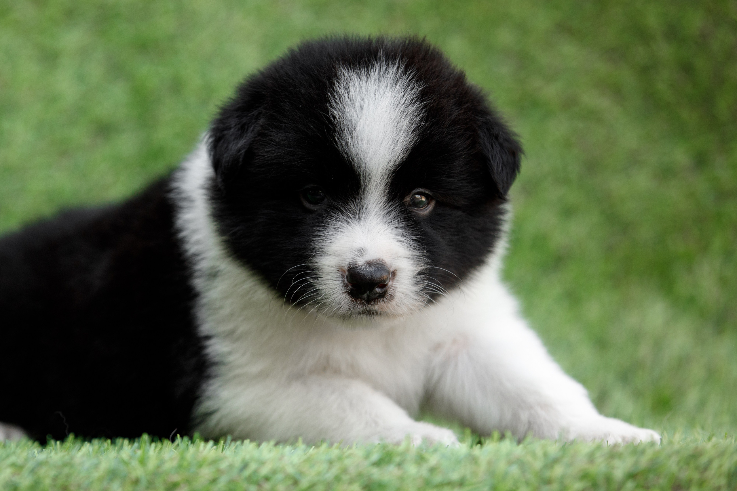 Смешарики. О нас