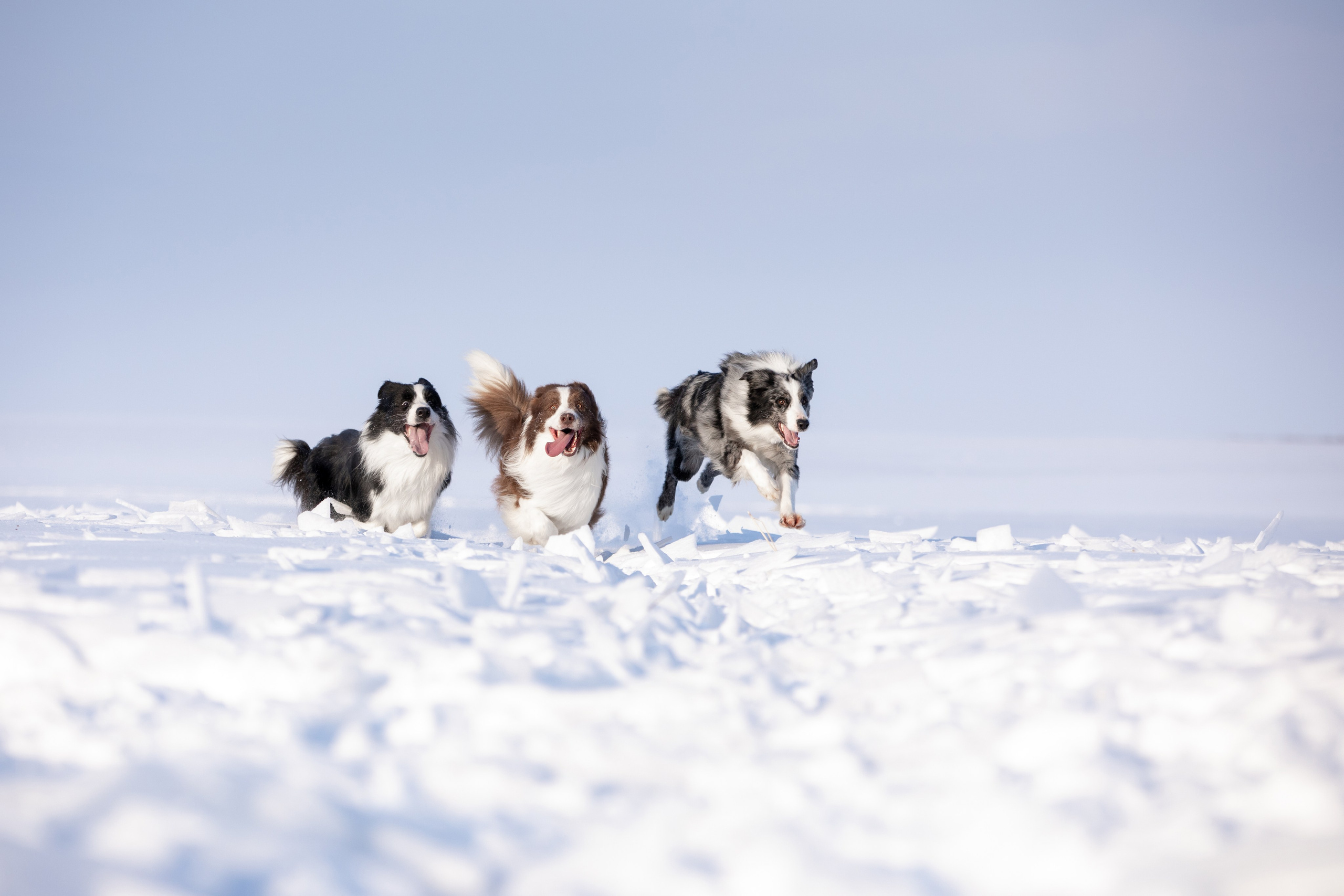 Мороз и солнце. О нас