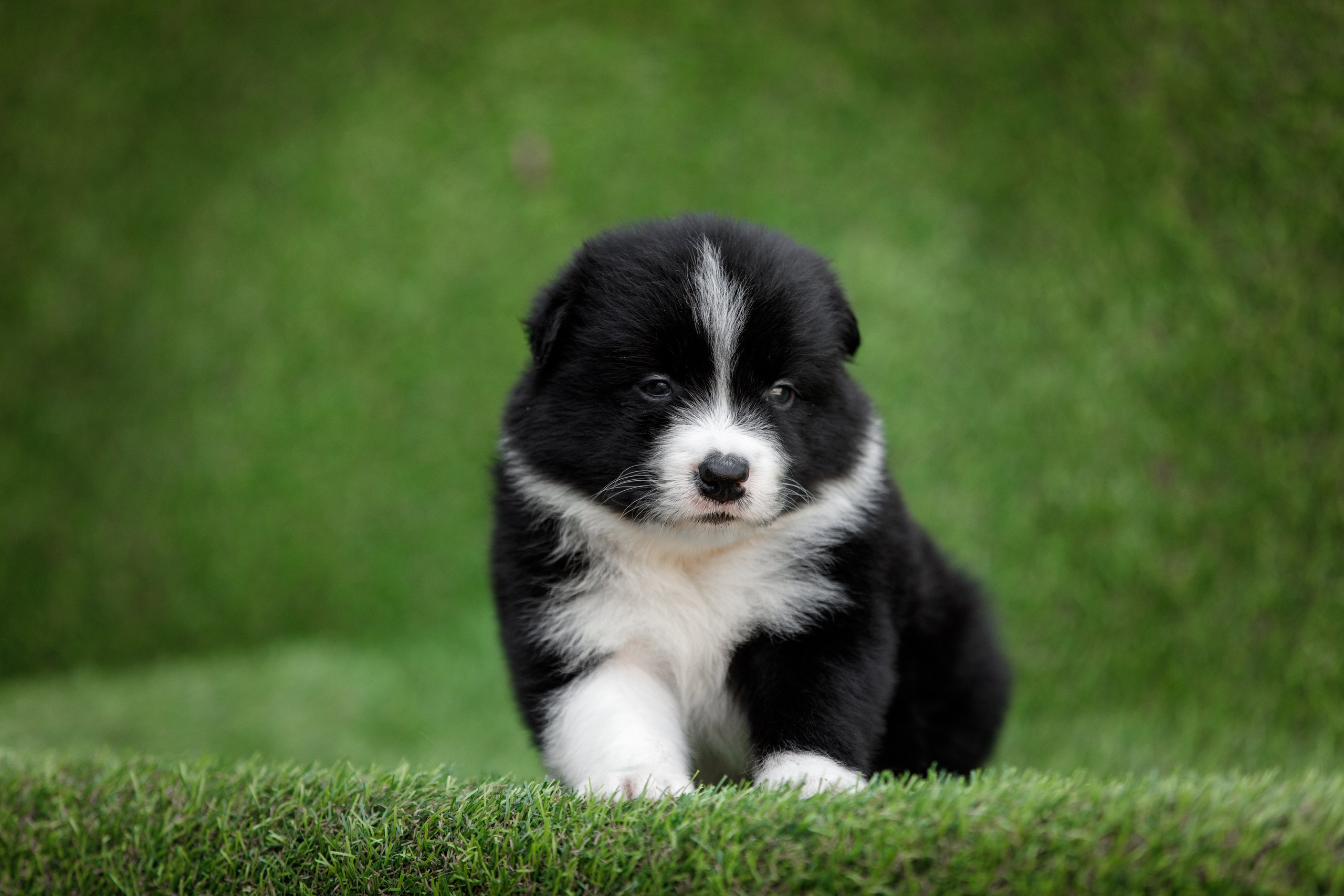 Смешарики. О нас