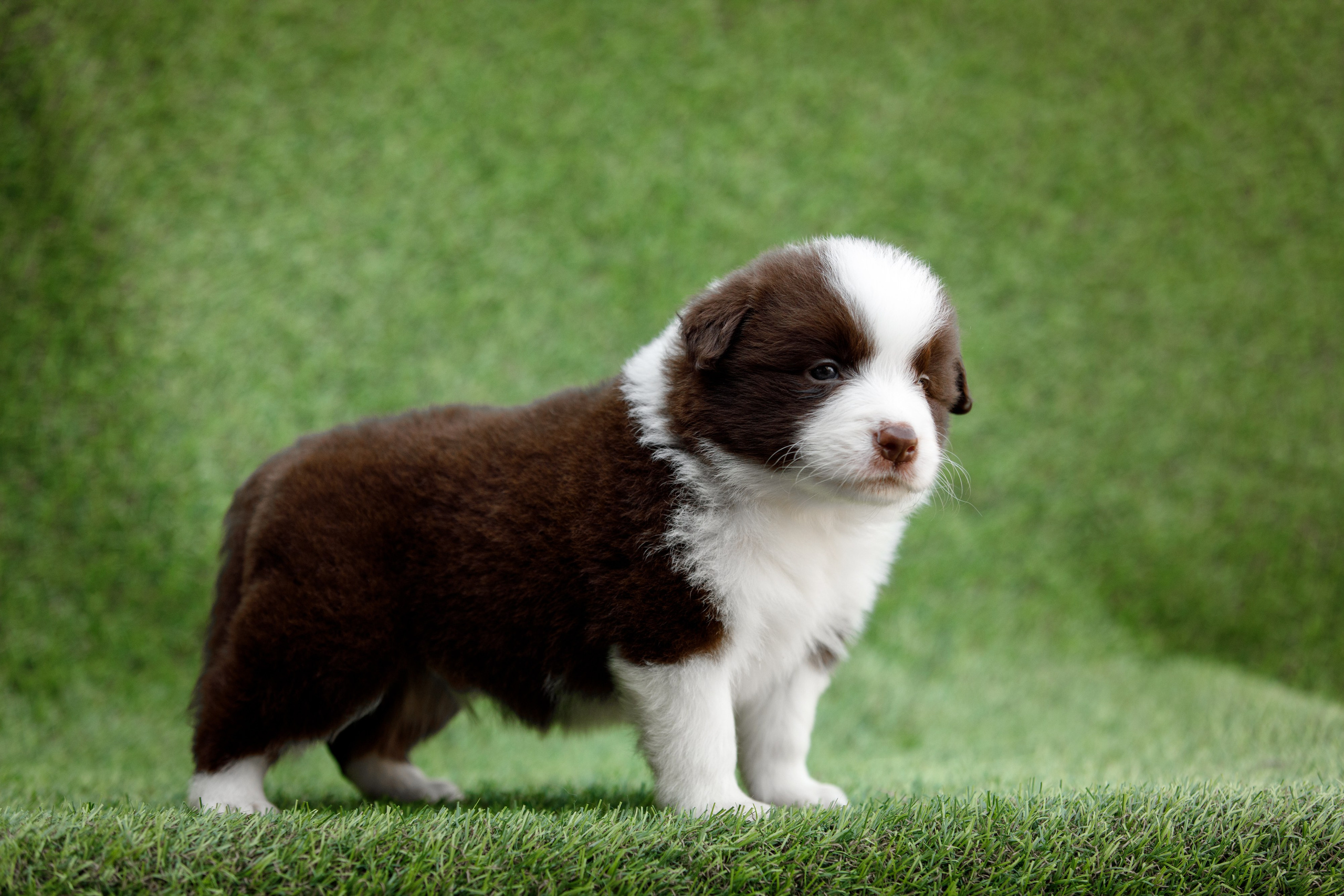 Смешарики. О нас