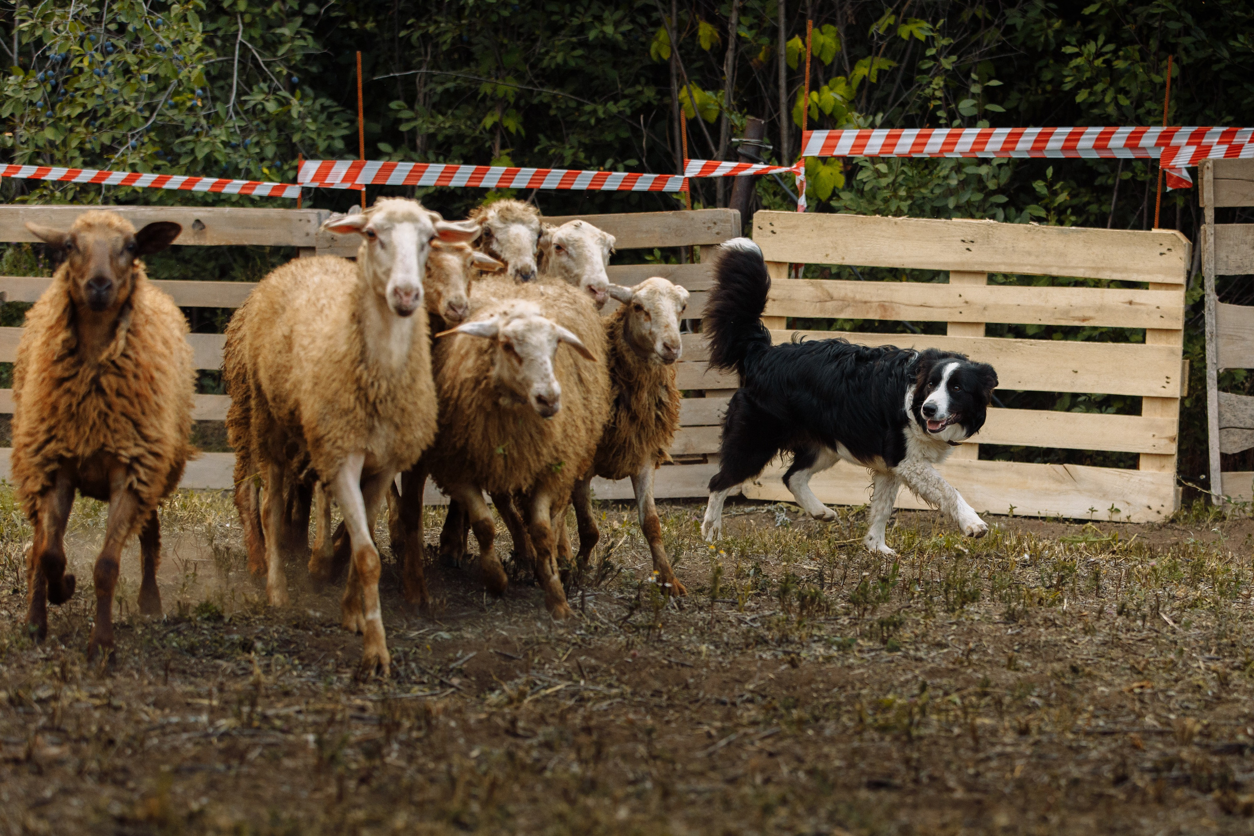 Овечий день. О нас