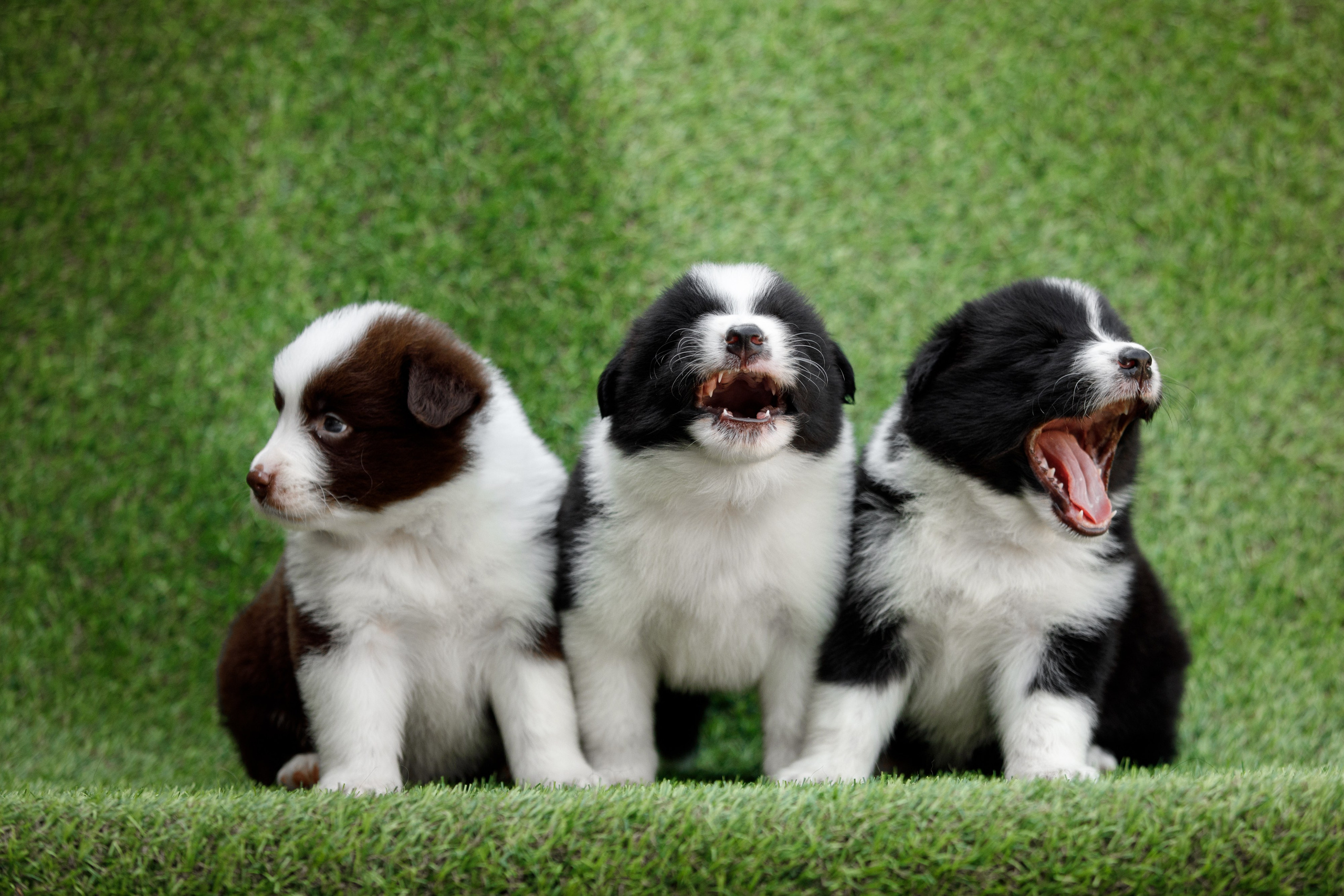 Смешарики. О нас