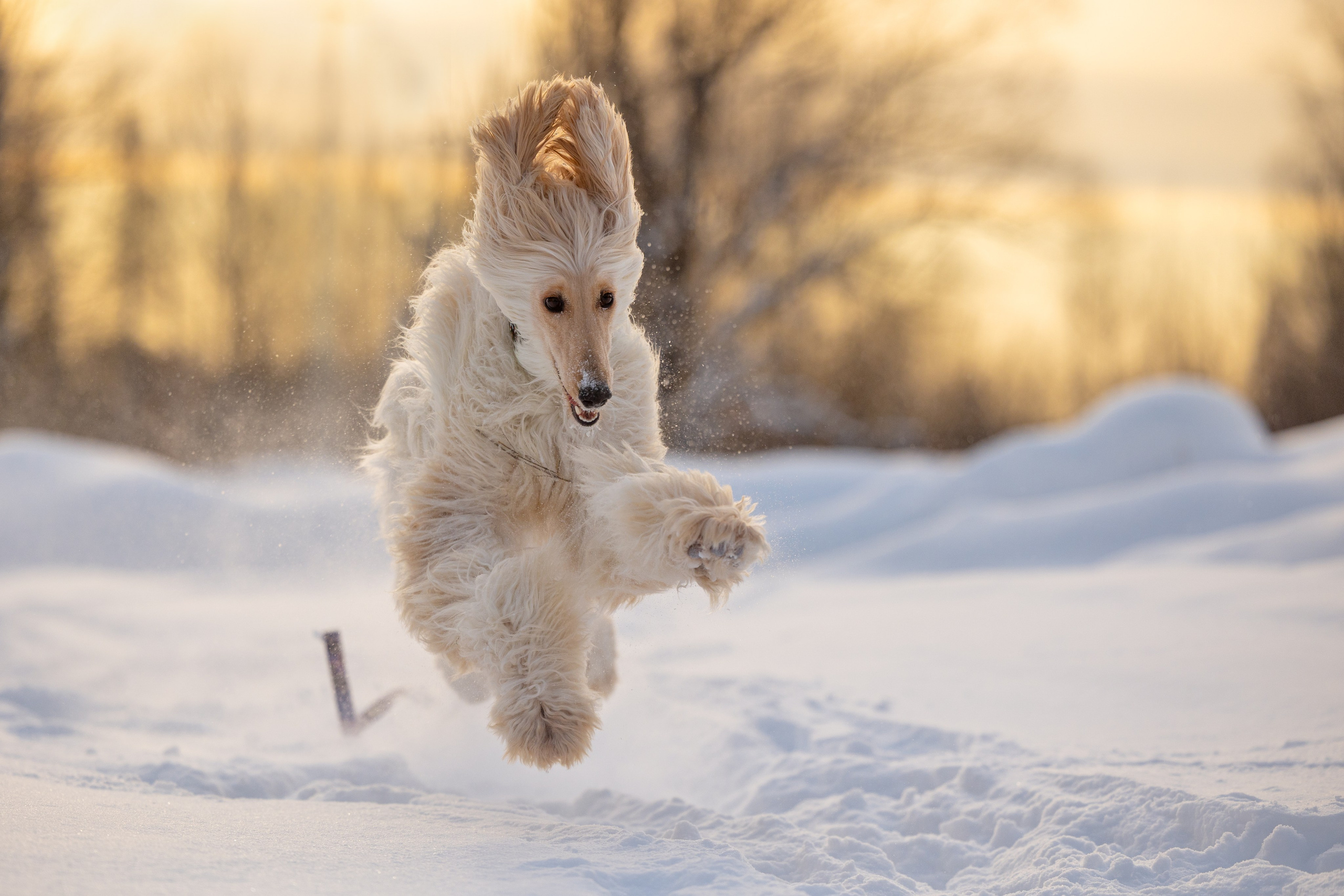 Игры афганов в снегу. Фотограф-анималист Natalia Deingel | Фотосъемка собак в Москве