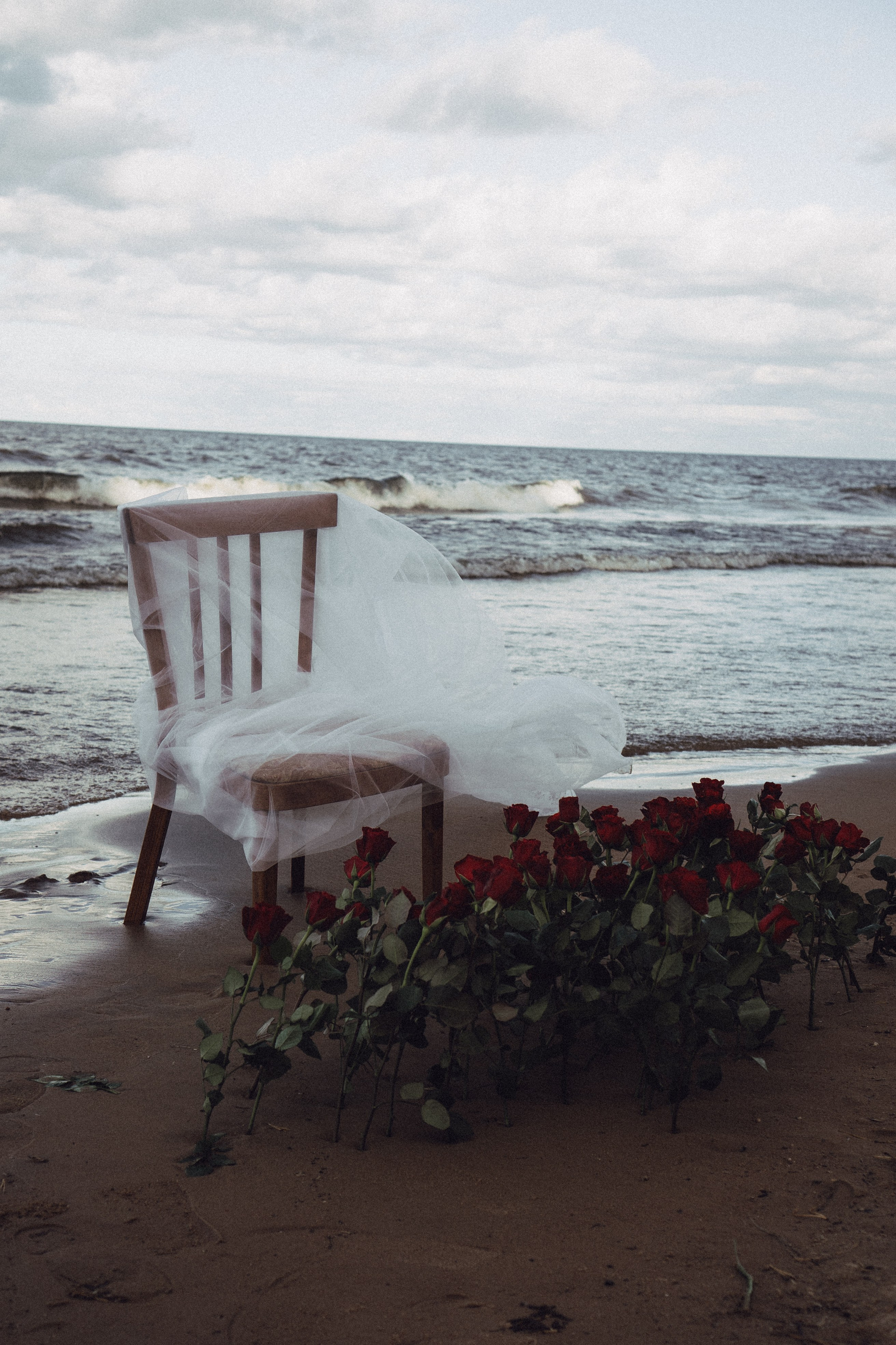 Розы. Профессиональный фотограф, Санкт-Петербург — Виктория Богомолова