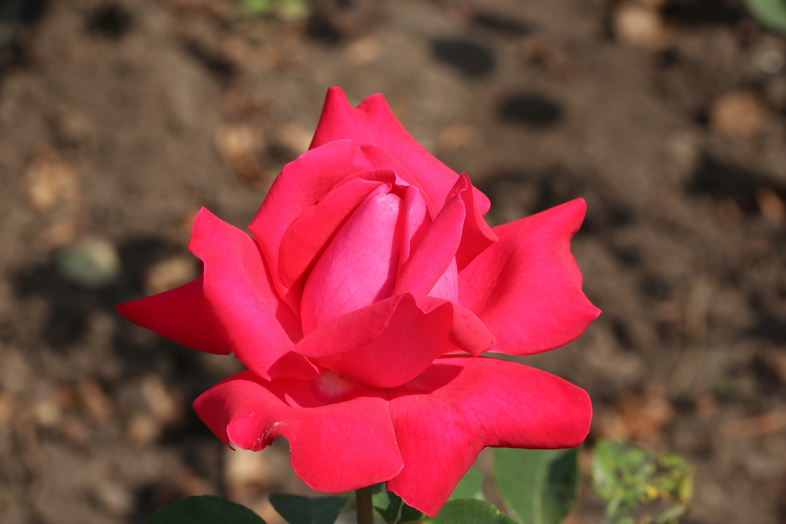 Долина роз в Кисловодске. Фото-художник и Репортажный фотограф Николаев Александр Алексеевич