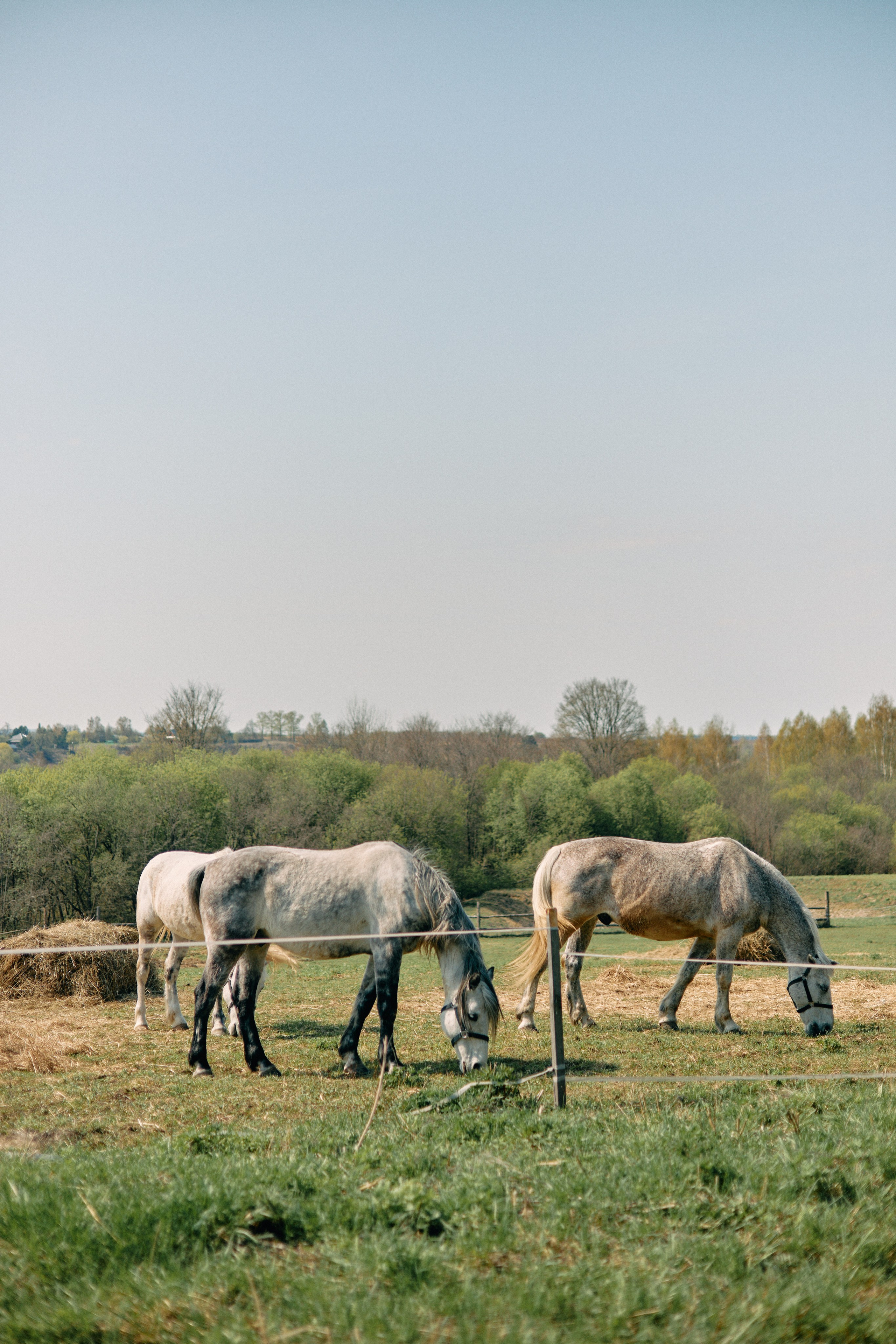 Бутик-отель Поле летом. Профессиональный Фотограф во Владимире, в Москве и в Суздале — Полина Романычева