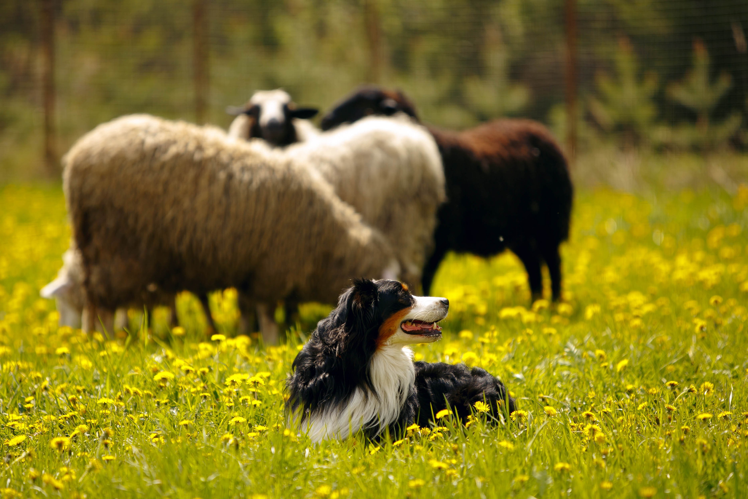 Фестиваль «Пастушьи забавы». Ваш репортажный фотограф Артемий Антонов