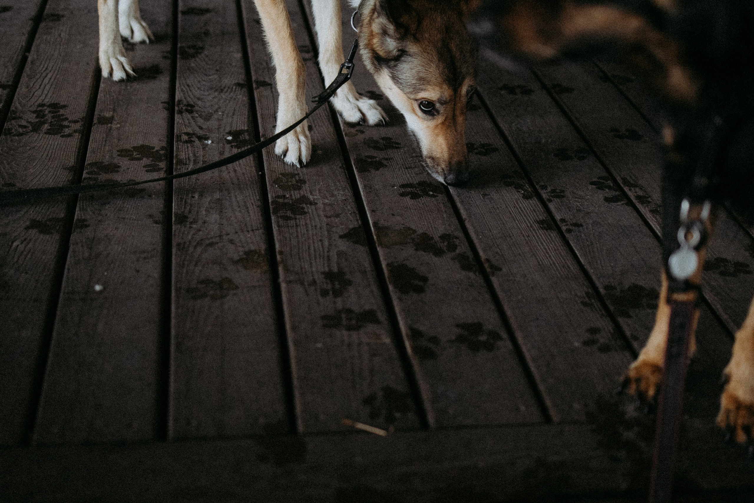 Саша, Ксюша и их банда. Фотораф — анималист Мария Шистка