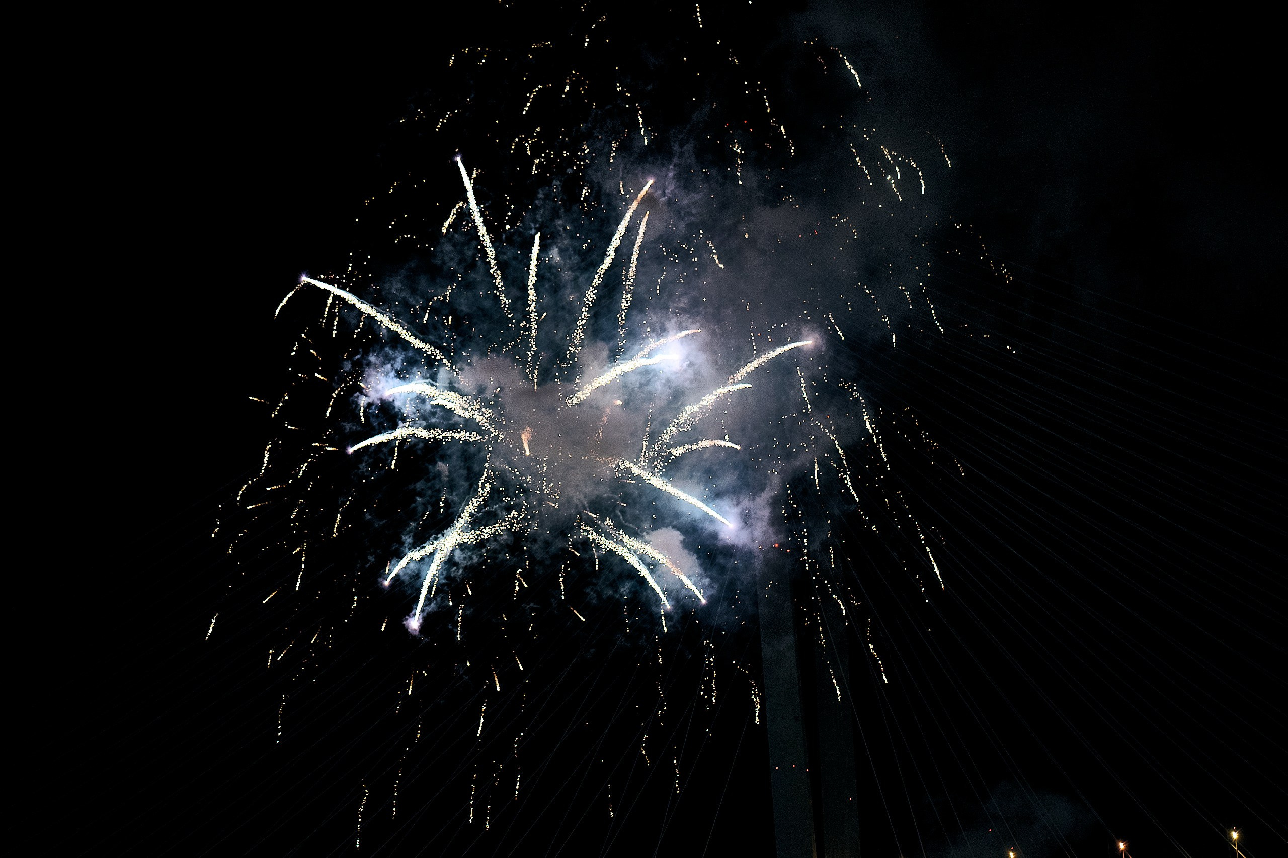 День тигра. Профессиональный репортажный фотограф Инесса Иминова