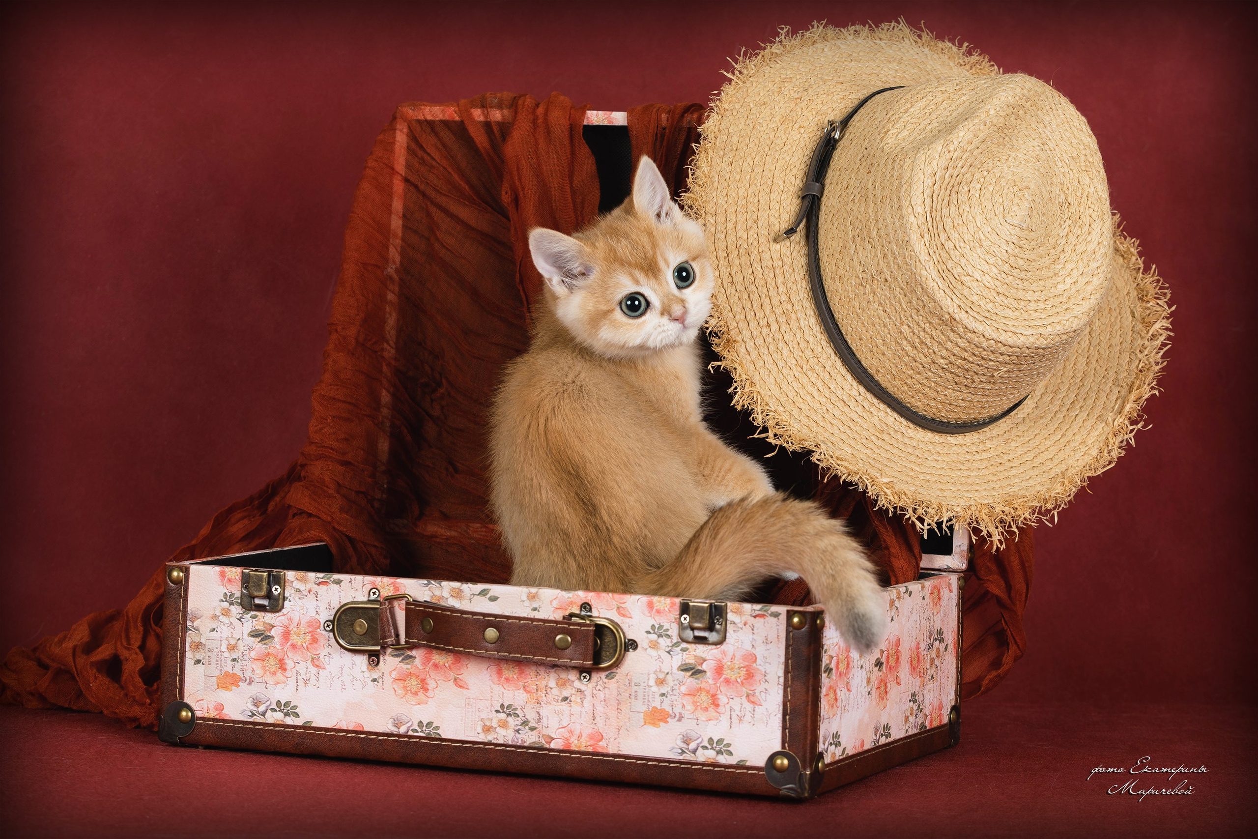 Галерея котят. Фотограф-анималист в Омске Екатерина Маричева