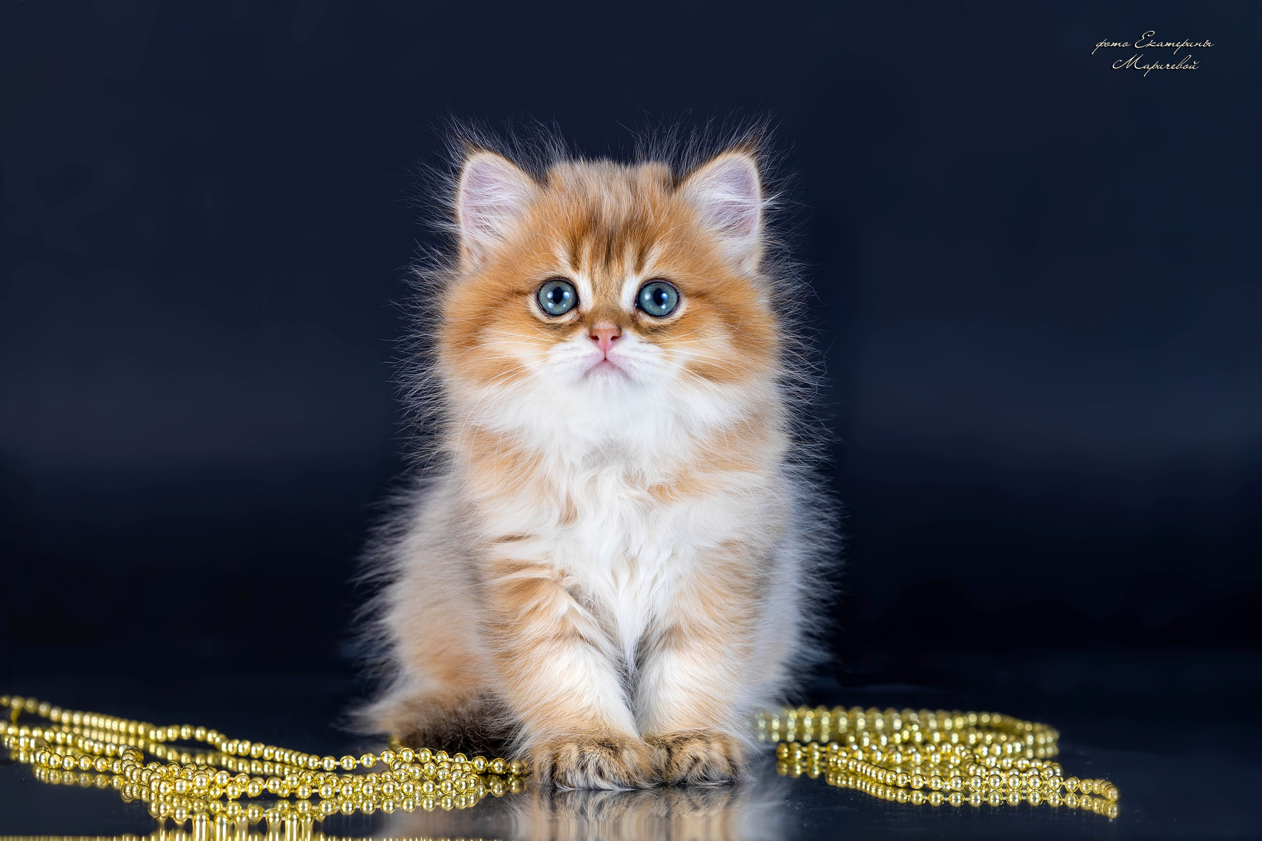 Галерея котят. Фотограф-анималист в Омске Екатерина Маричева