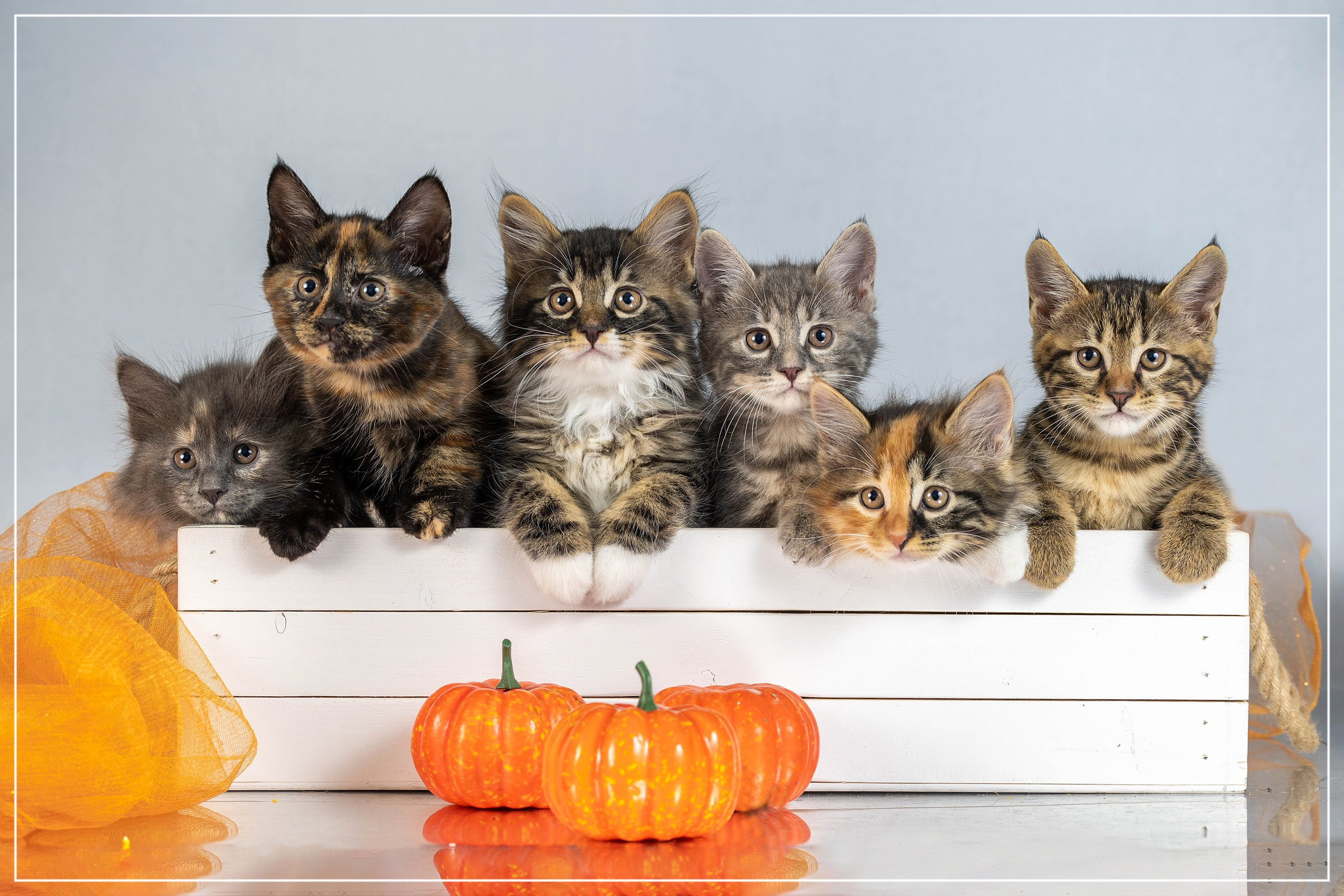 Галерея котят. Фотограф-анималист в Омске Екатерина Маричева