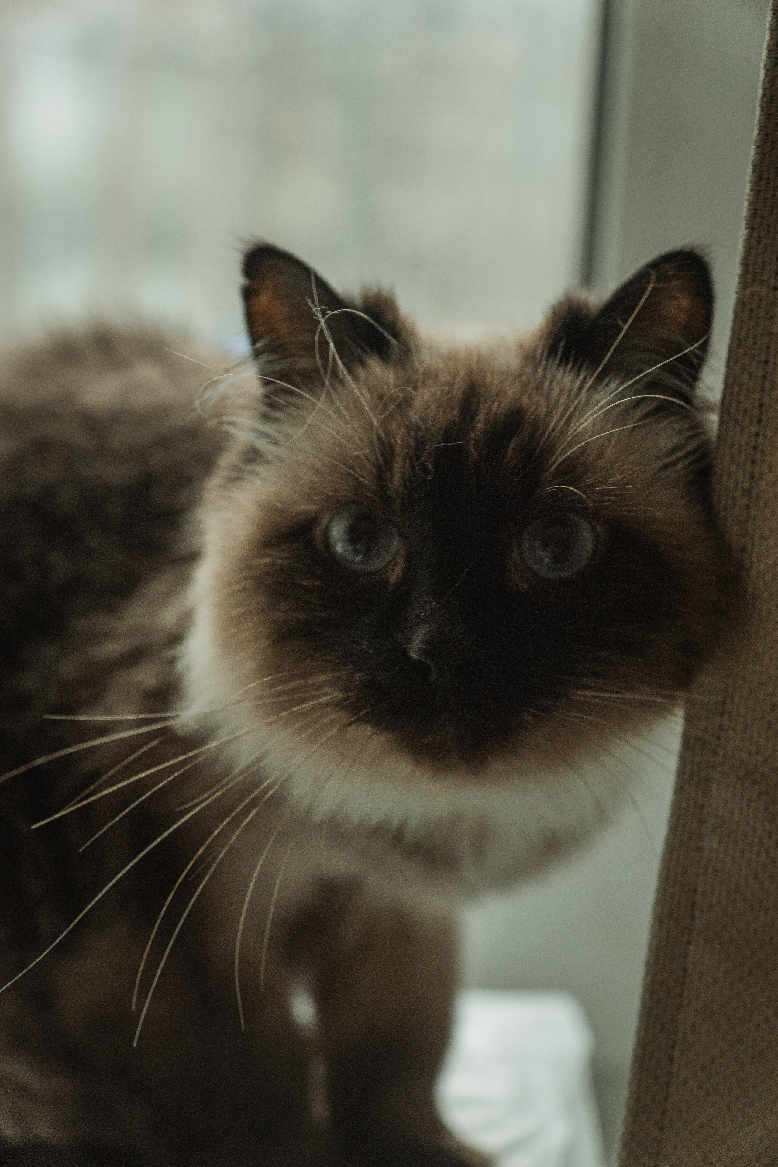 Домашняя съемка для семьи Ирины и Ивана. Портретный и семейный фотограф в Санкт-Петербурге Чугунова Анастасия