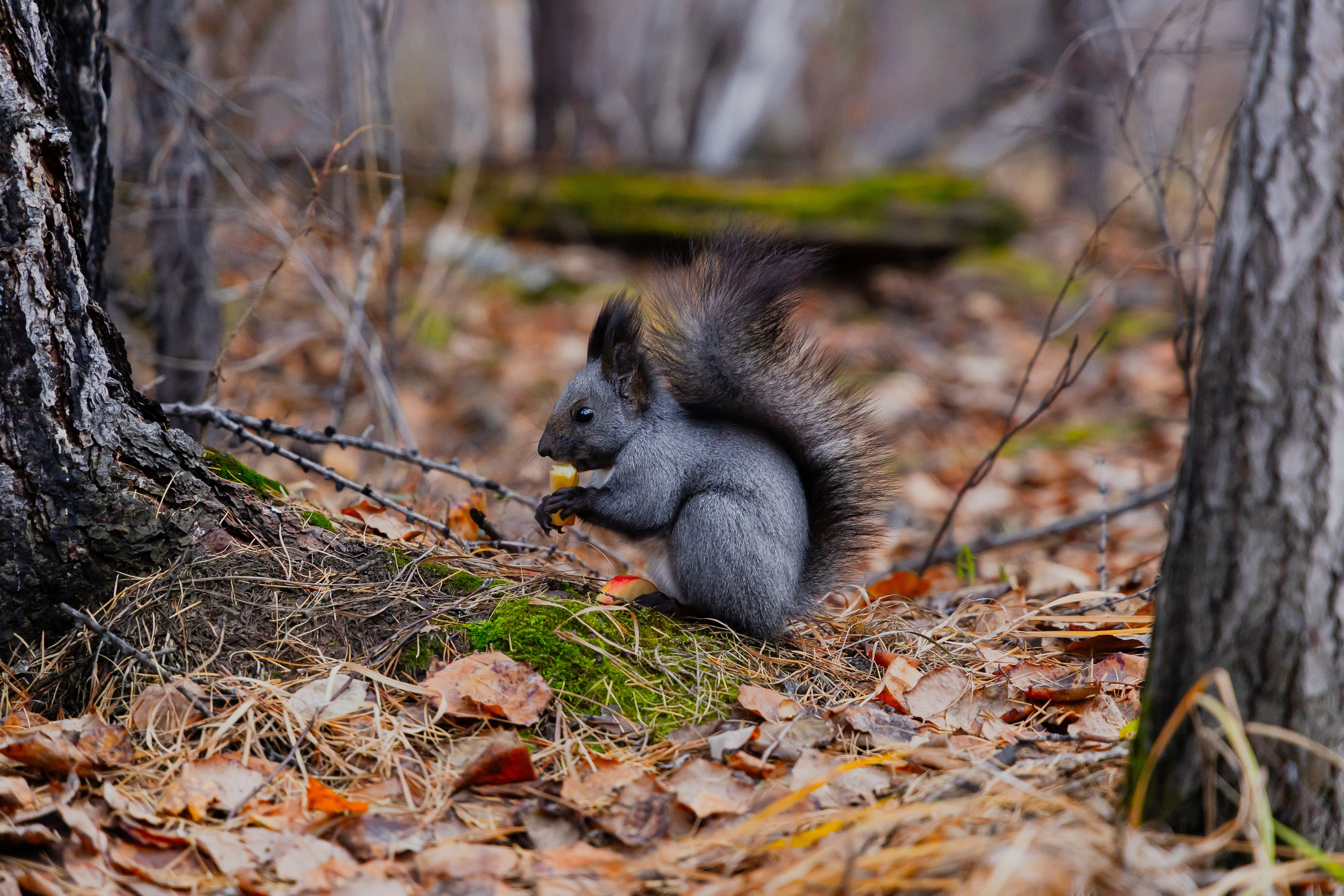 Осень в Сибири 24 год. Фотограф Братск Юлий Дежин