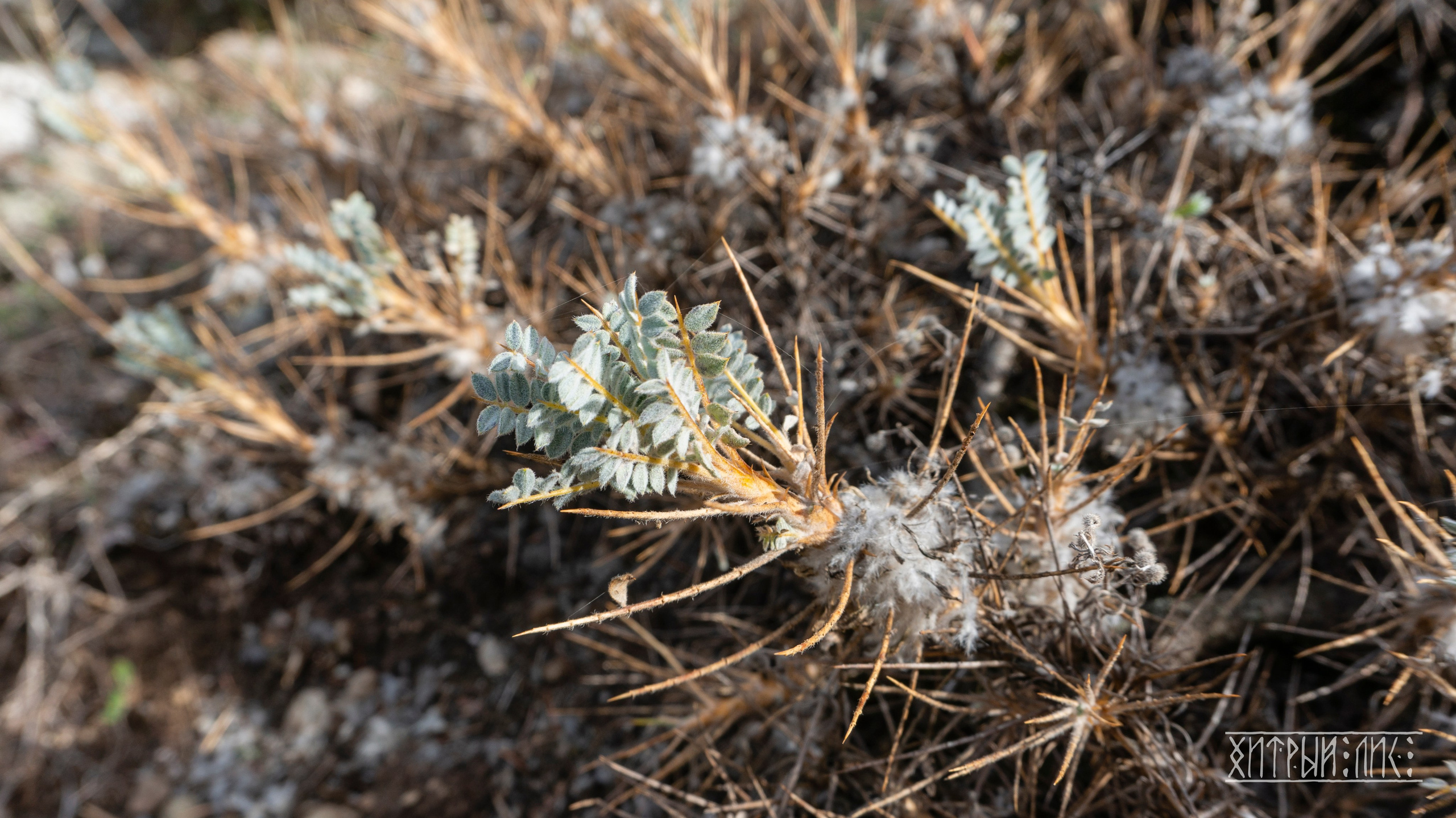 Турция. Ликийский путь. Фотограф-путешественник Самойлов Максим «Sly Fox»