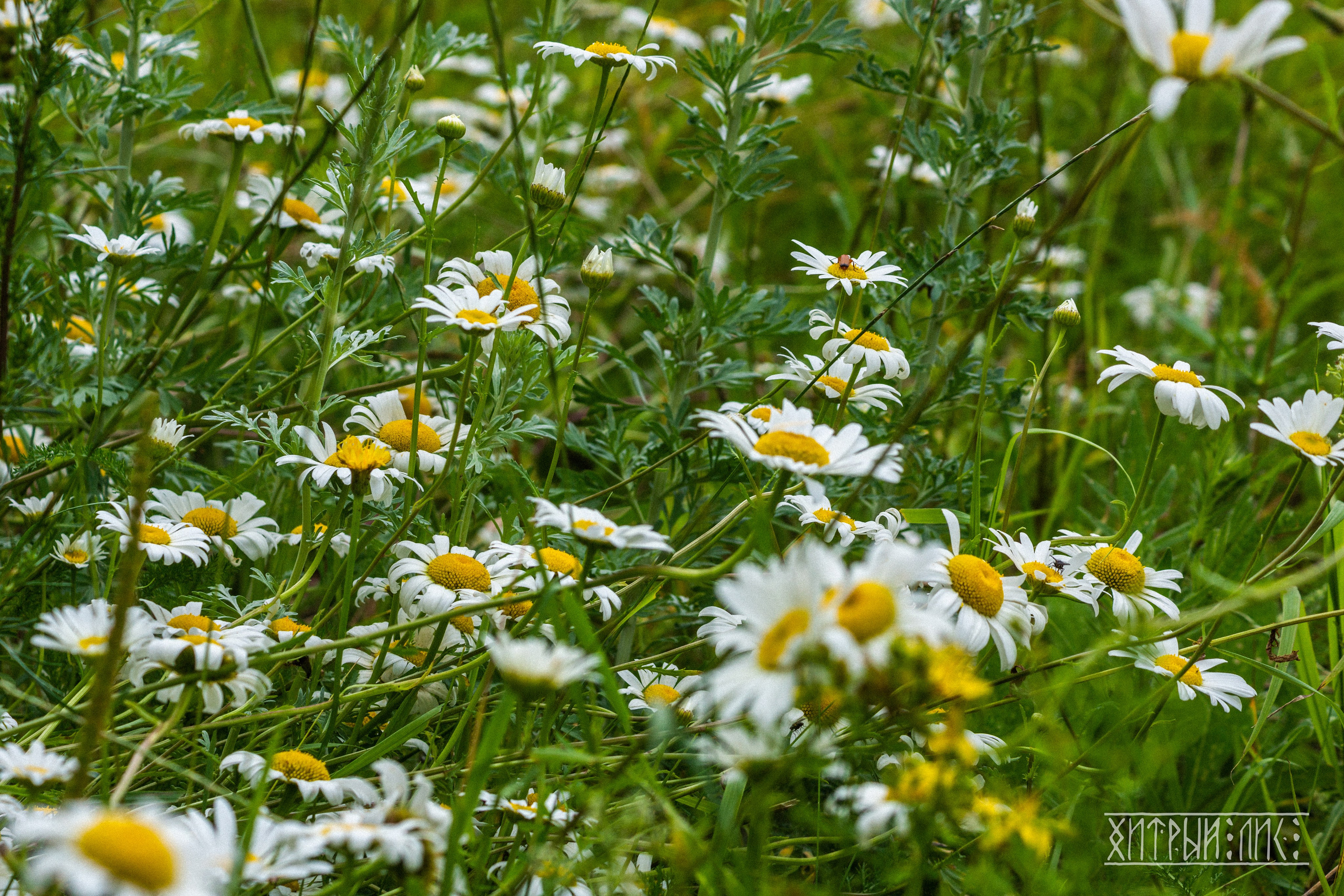 Беларусь. Фотограф-путешественник Самойлов Максим «Sly Fox»