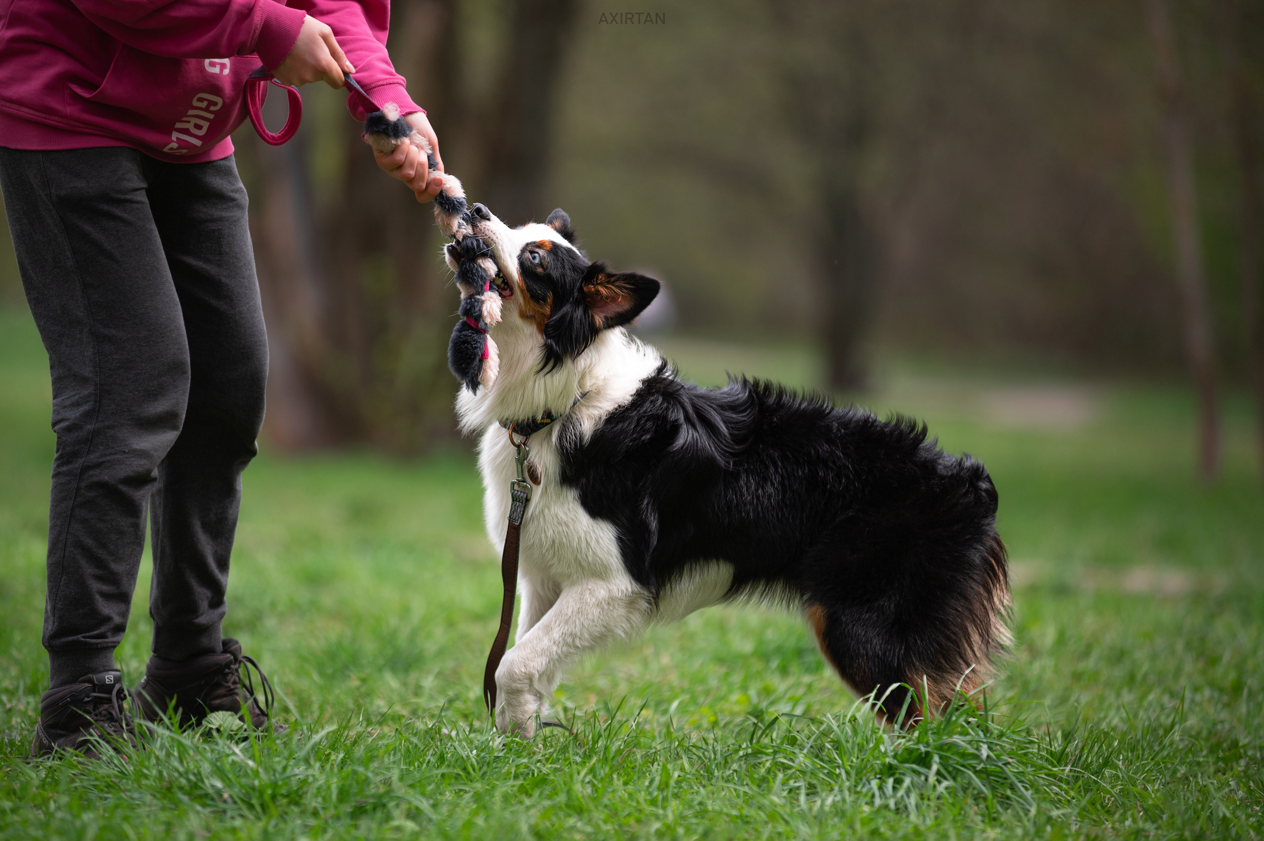 Синдра. BLGKV питомник собак