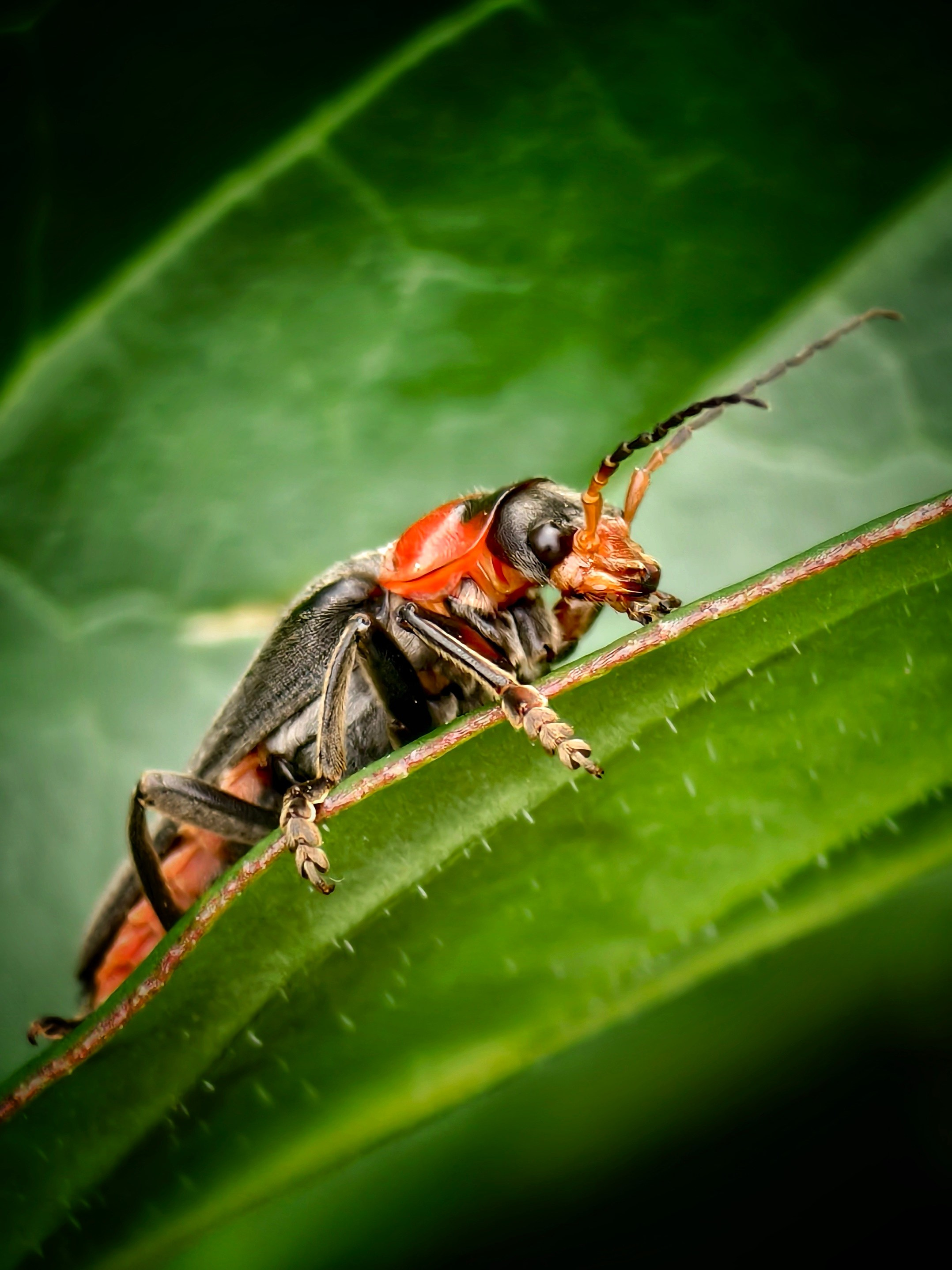 Большое в малом