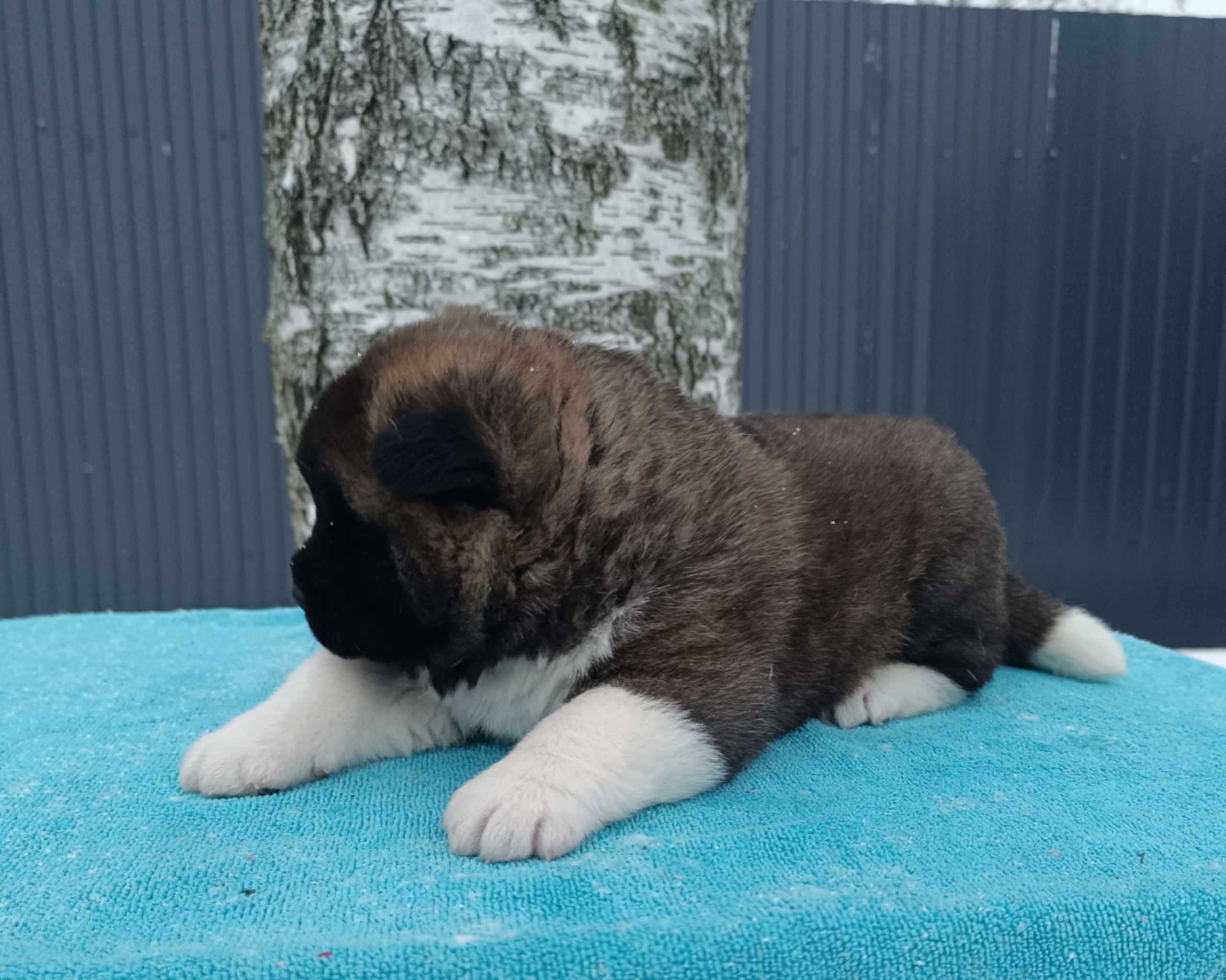 Американская акита  щенки питомник Санкт-Петербург клубные щенки Американская акита питомник RUBYLIGHT Рубилайт купить щенка американской акиты