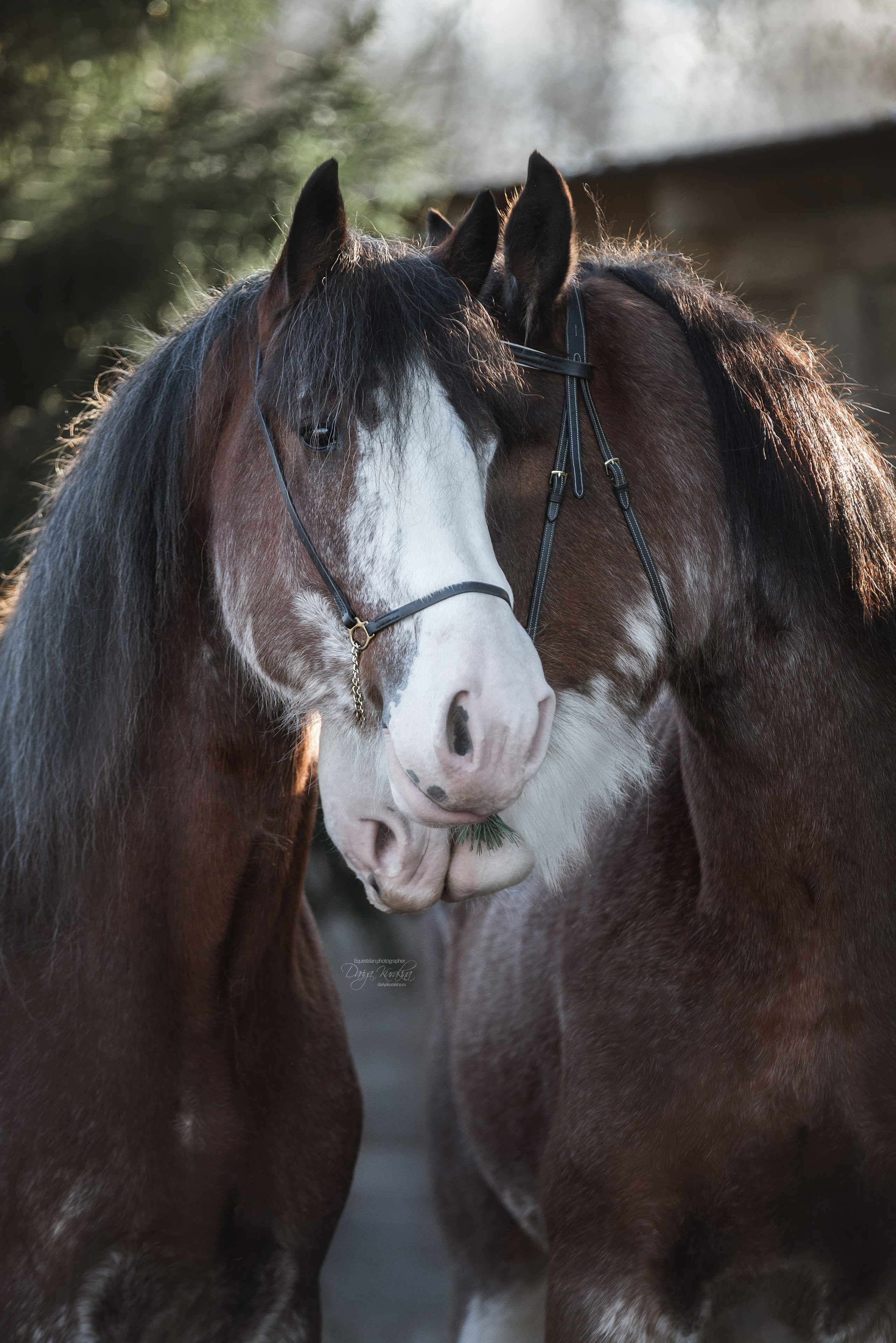 Komardins. Конный фотограф Куракина Дарья • Фотосессии с лошадьми