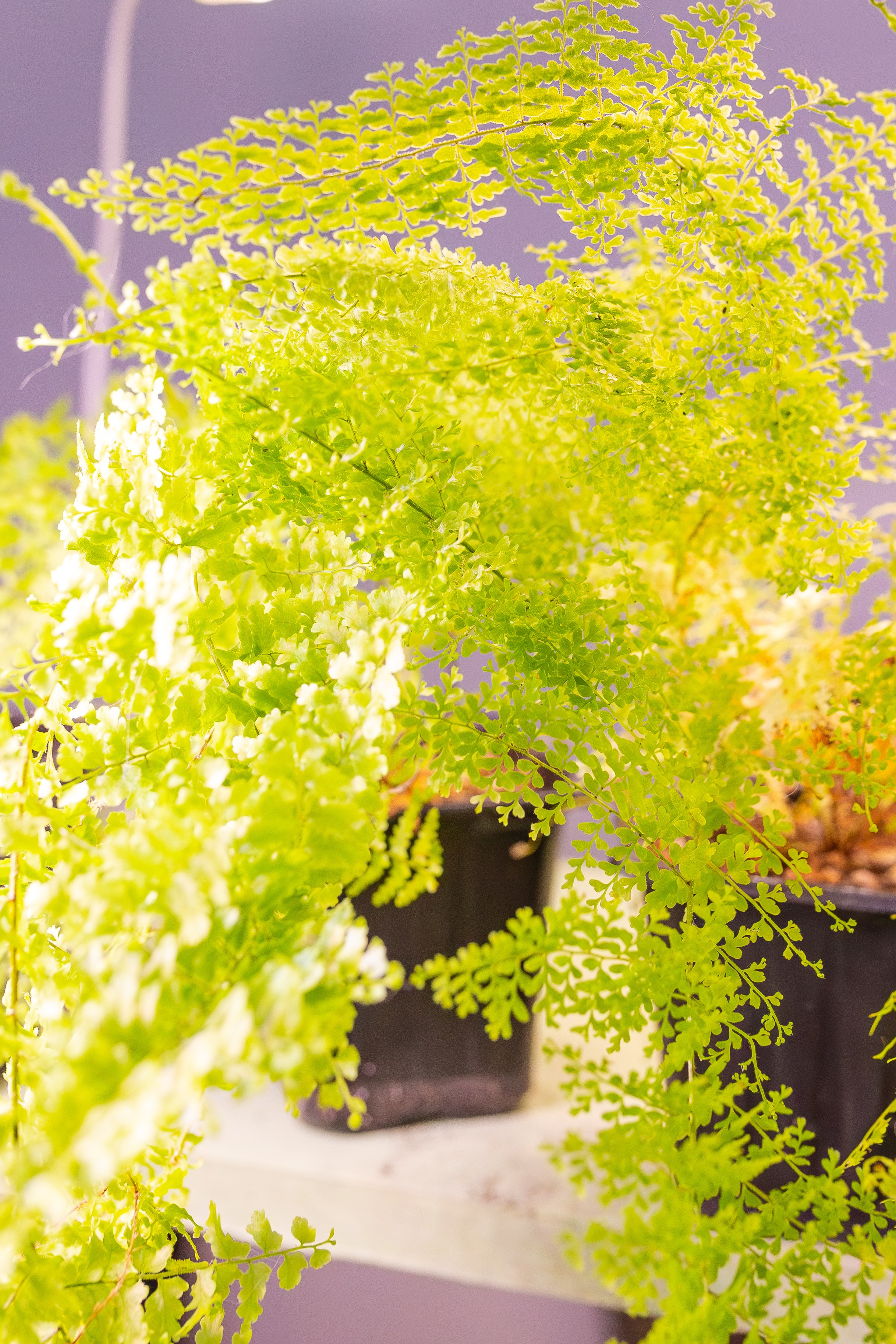 Орхидиум сентябрь 2025. Александра Куликова фотограф, Москва