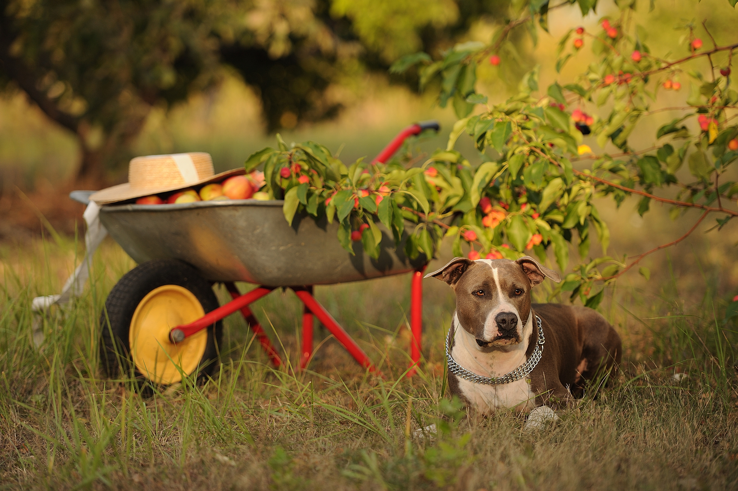 Ронни. Свадебный и семейный фотограф в Самаре Головань Наталья
