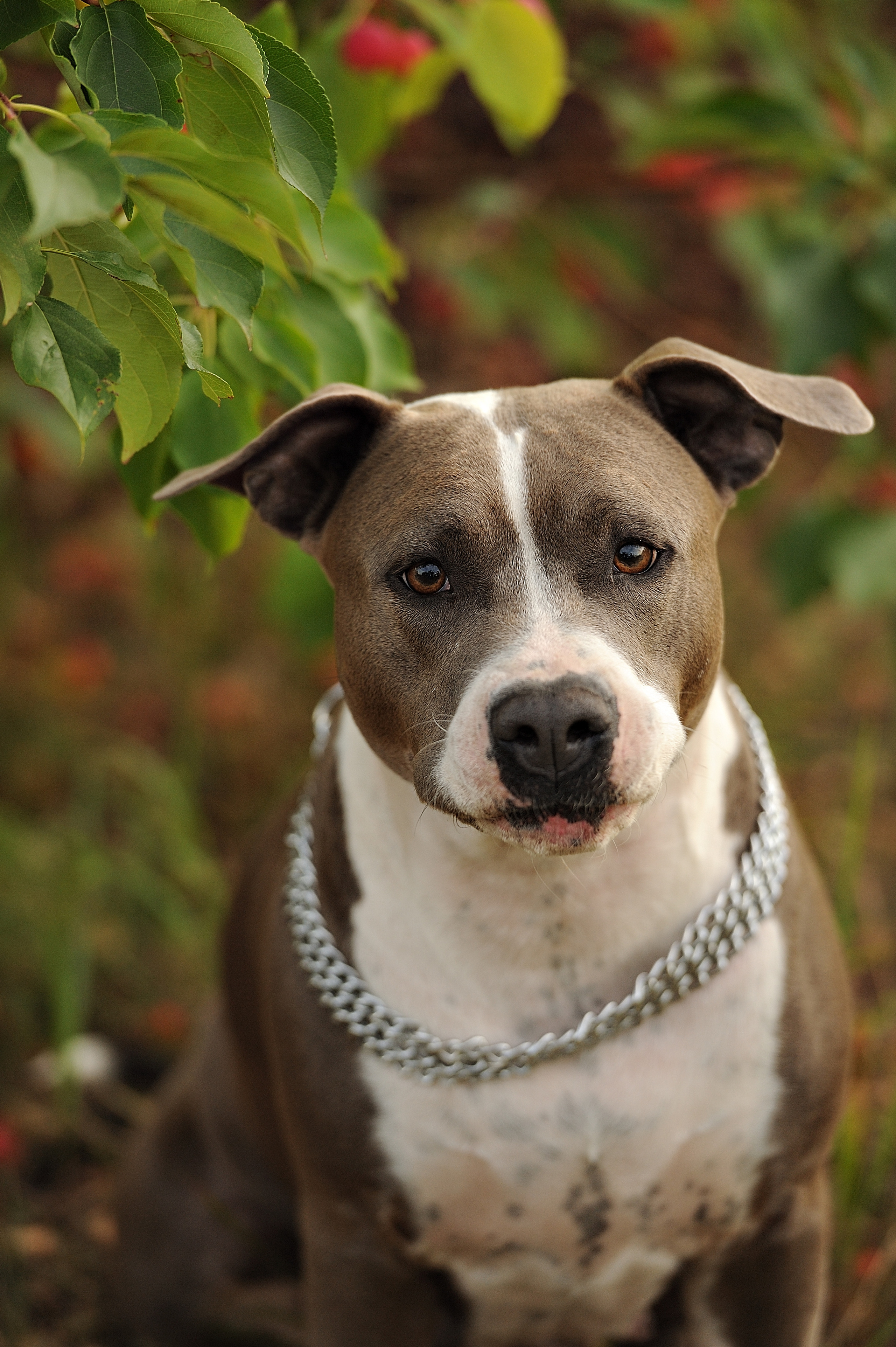 Ронни. Свадебный и семейный фотограф в Самаре Головань Наталья