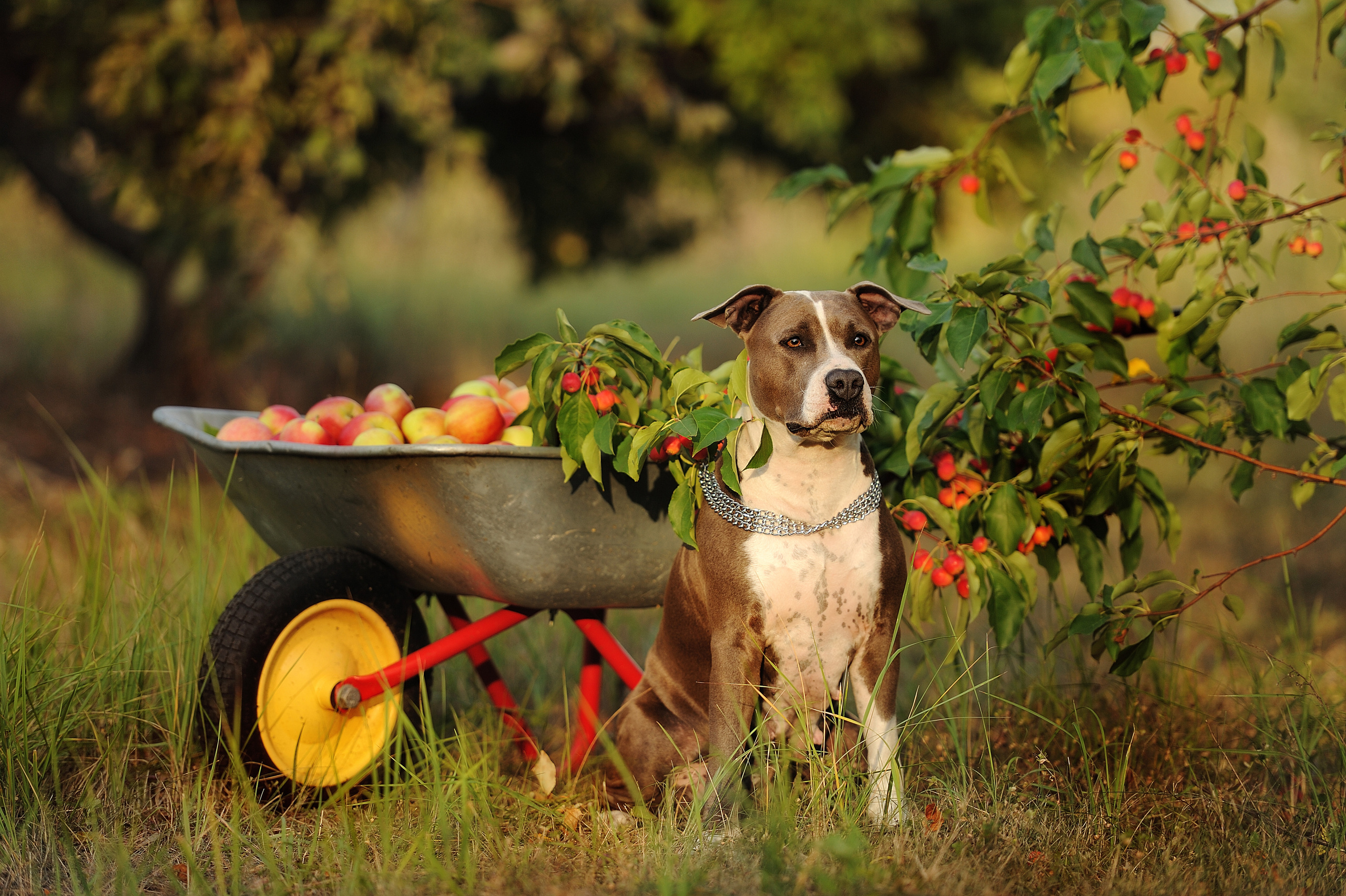 Ронни. Свадебный и семейный фотограф в Самаре Головань Наталья