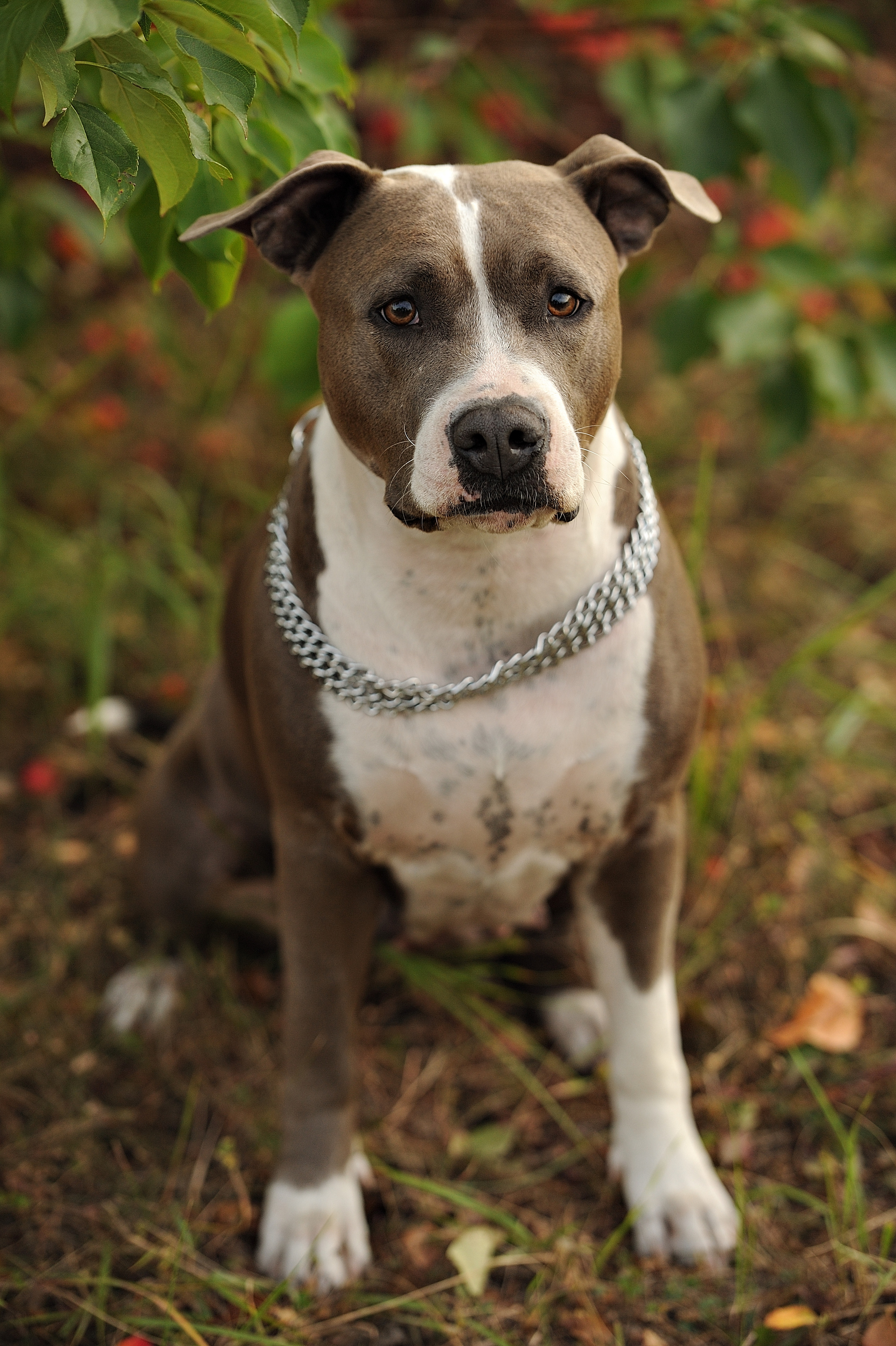 Ронни. Свадебный и семейный фотограф в Самаре Головань Наталья
