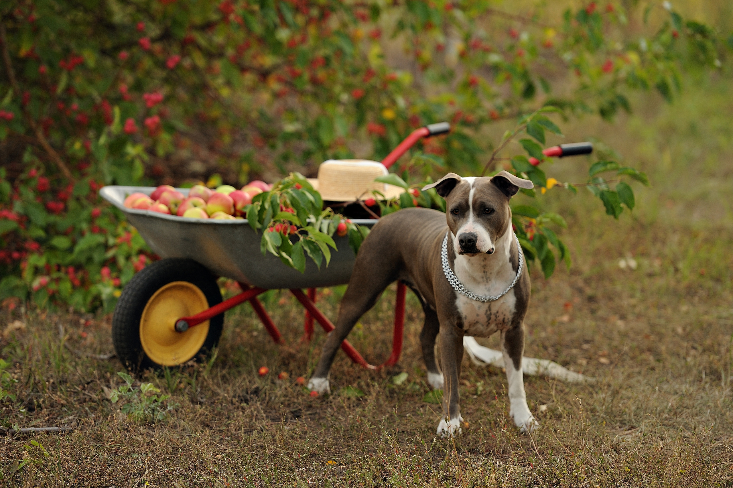 Ронни. Свадебный и семейный фотограф в Самаре Головань Наталья
