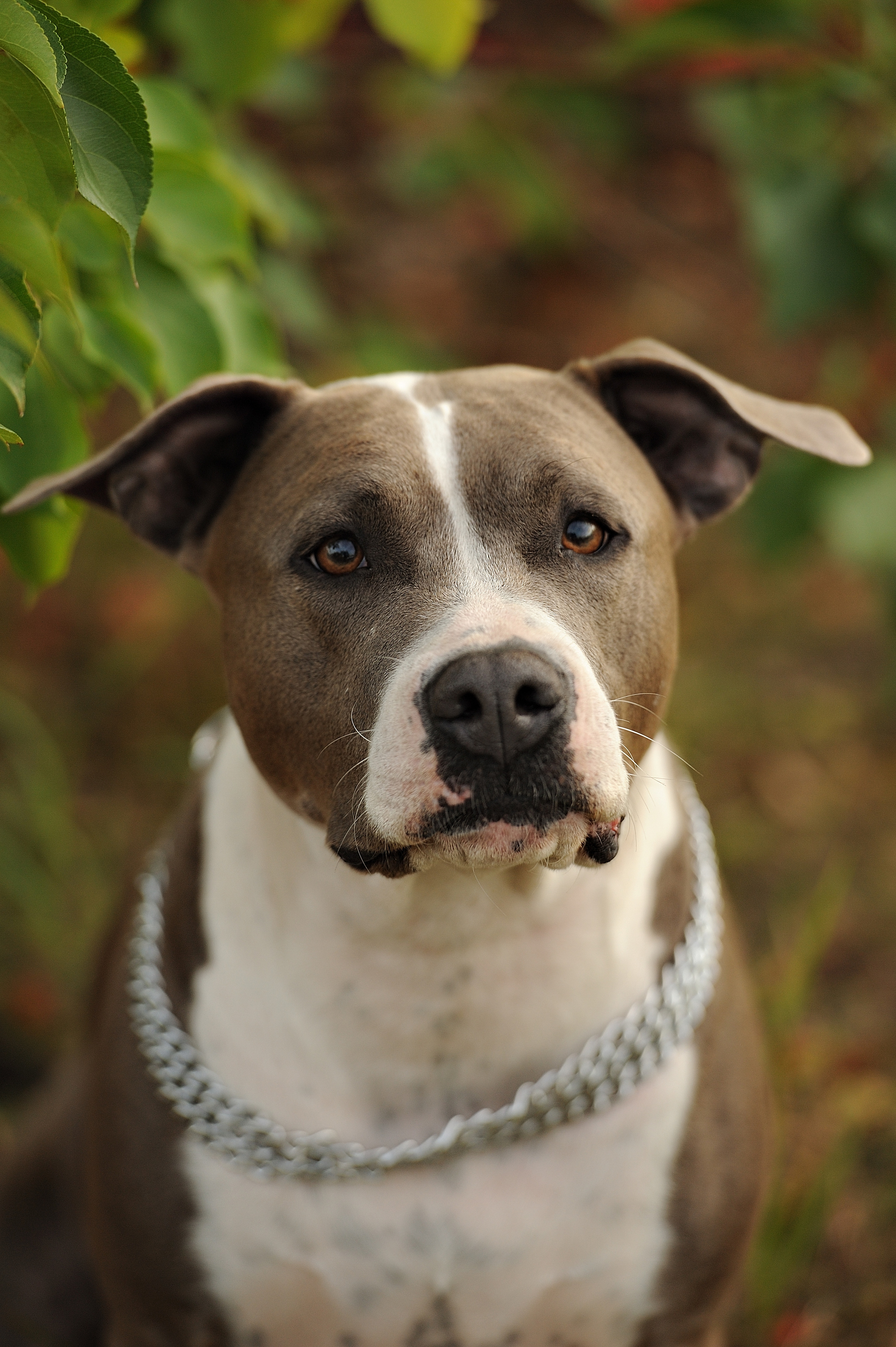 Ронни. Свадебный и семейный фотограф в Самаре Головань Наталья