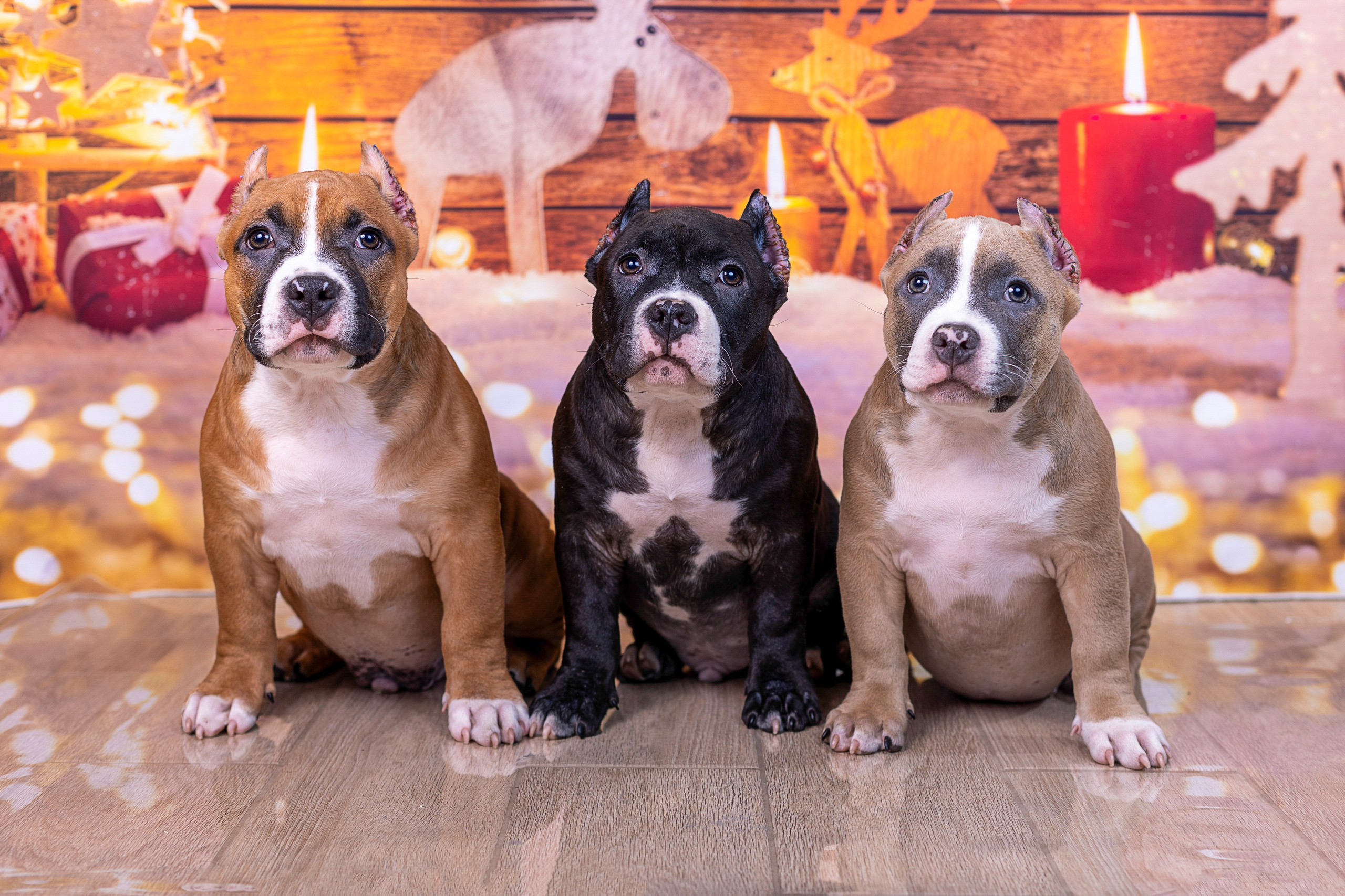 Американский булли!. Фотограф 📸 семейный, предметный, репортажный