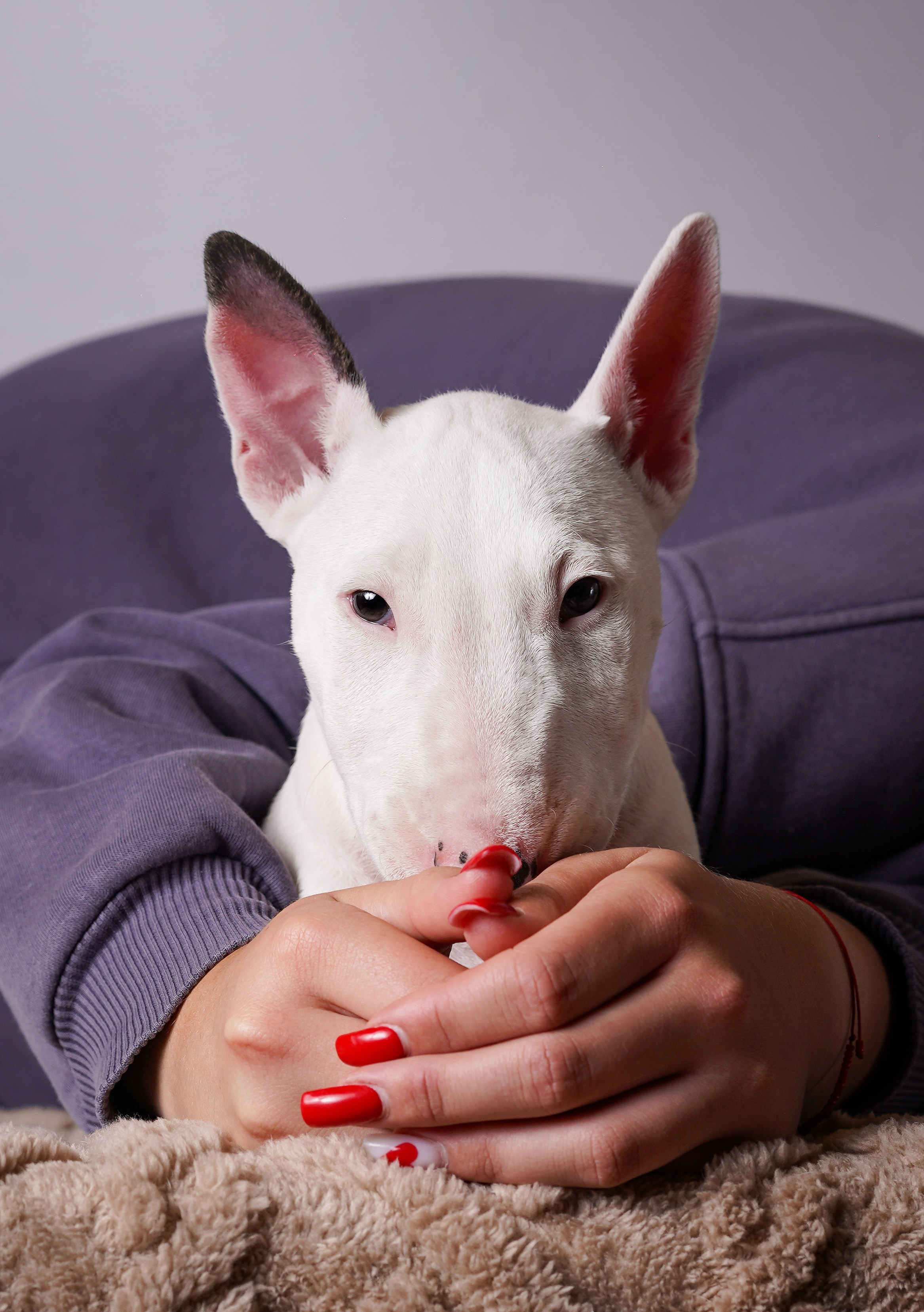 Щенки минибультерьера. Фотограф-анималист в Санкт-Петербурге Яна Мартынова