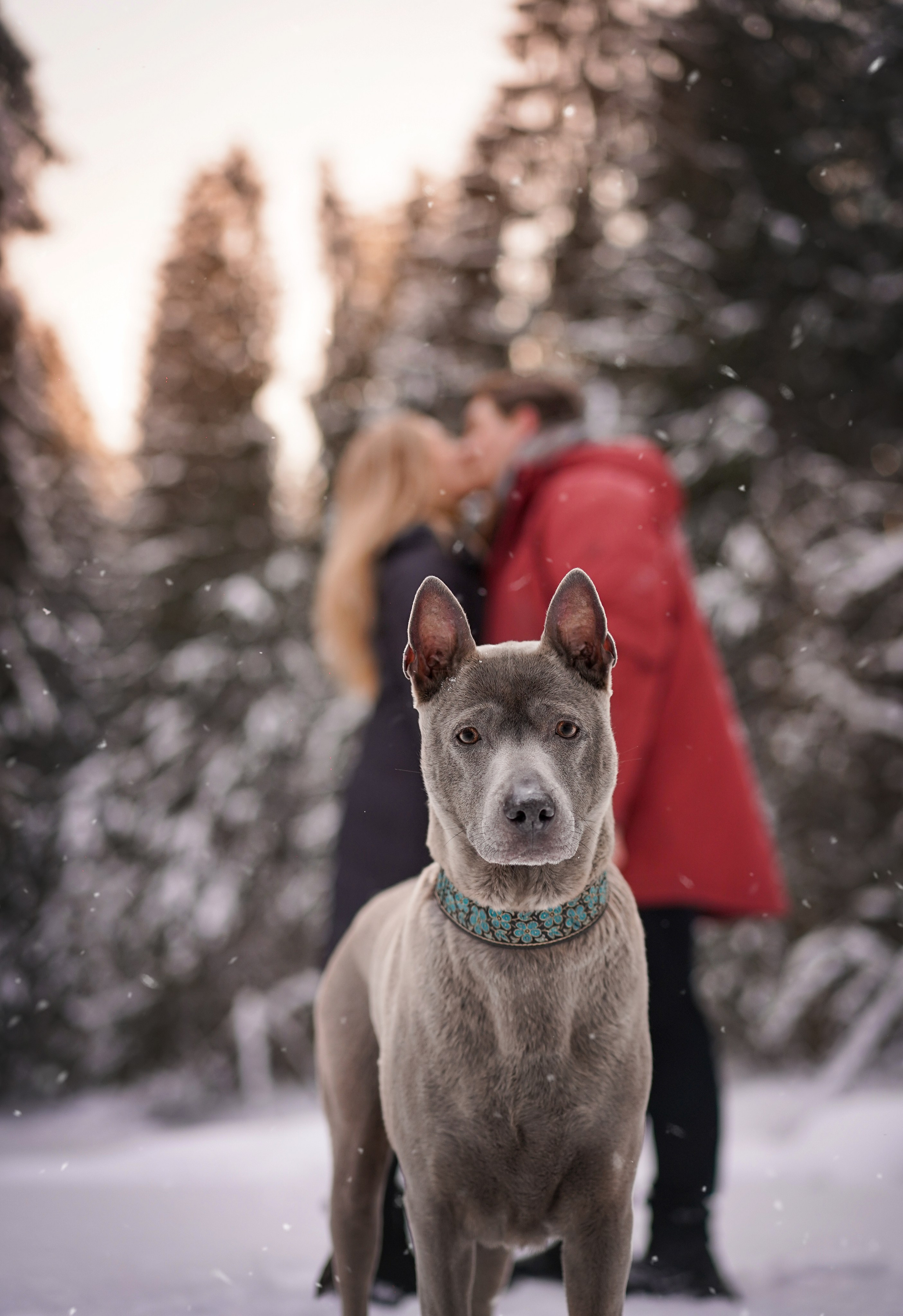 Даша Илья Вениамина и Мэдиссон. Фотограф-анималист в Санкт-Петербурге Яна Мартынова