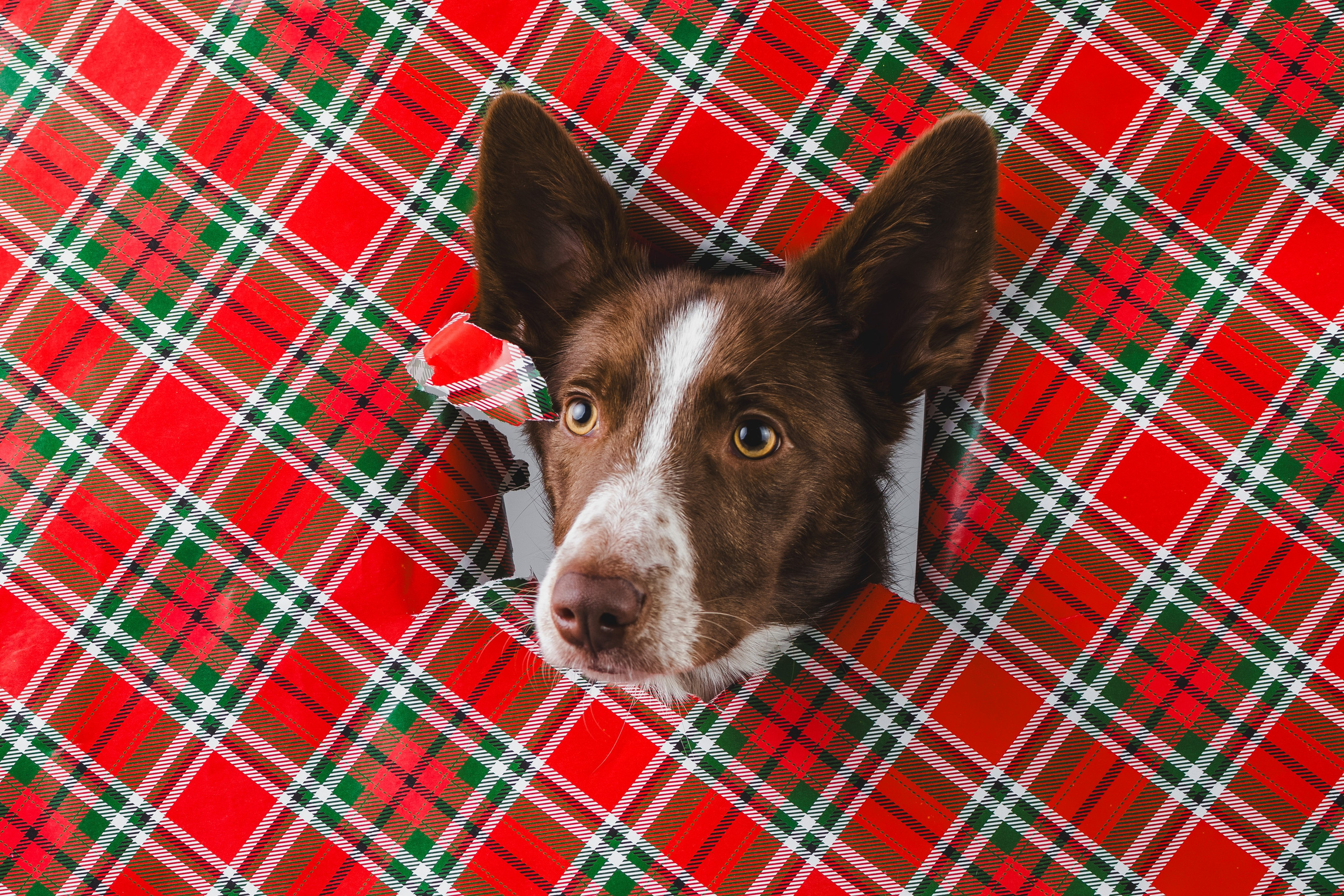Воркшоп по импульсному свету