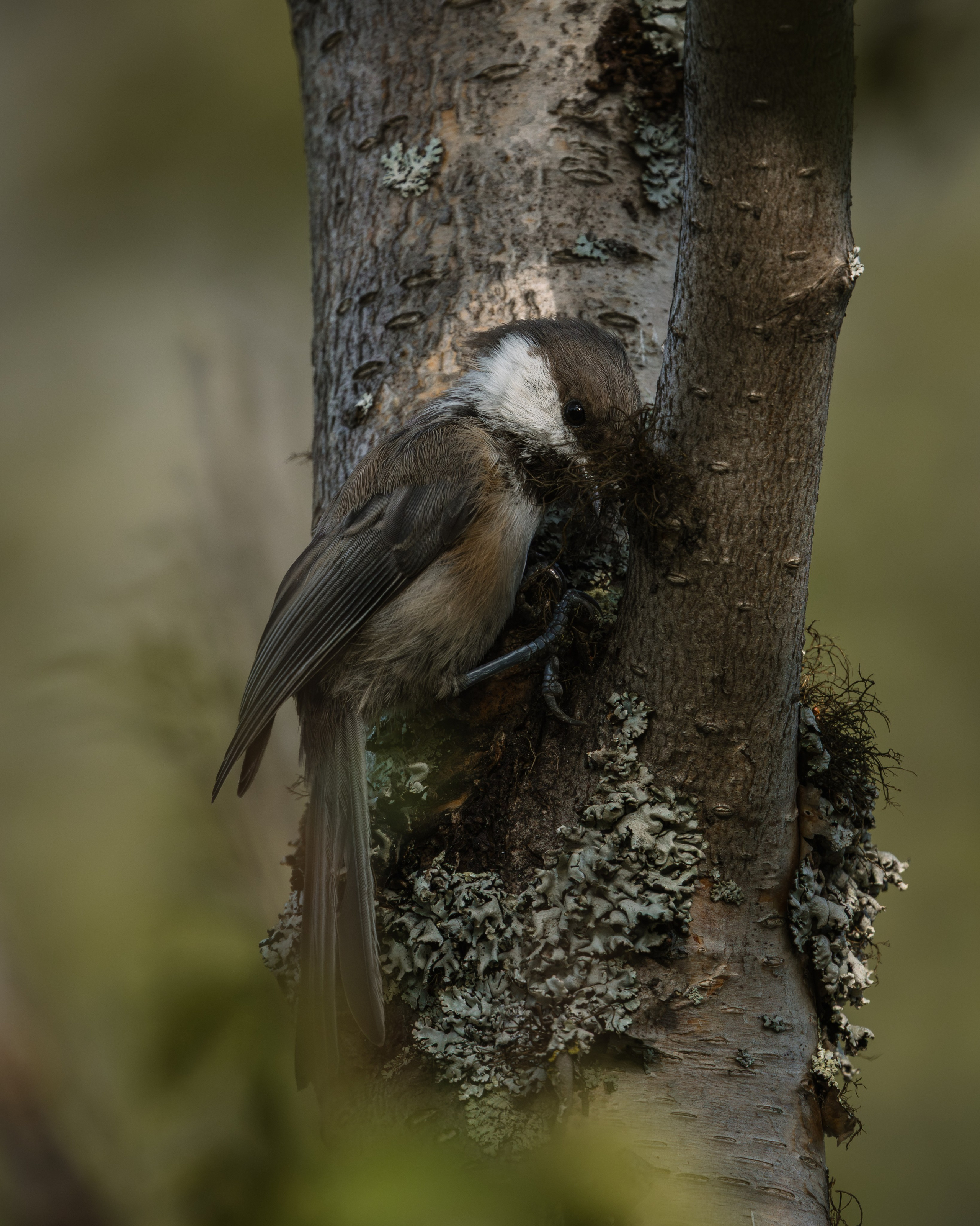 Khibinu 2025. Anton Chernov | Wildlife photographer