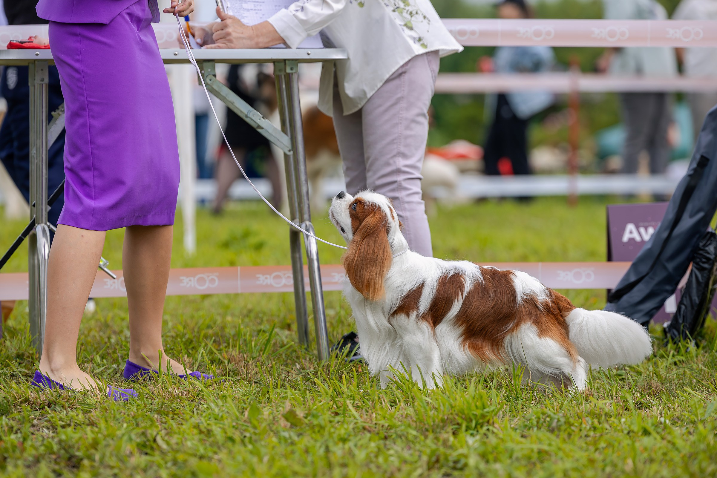 28 июня 2025, Выставка РКФ, г. Кунгур. Htykk_photo