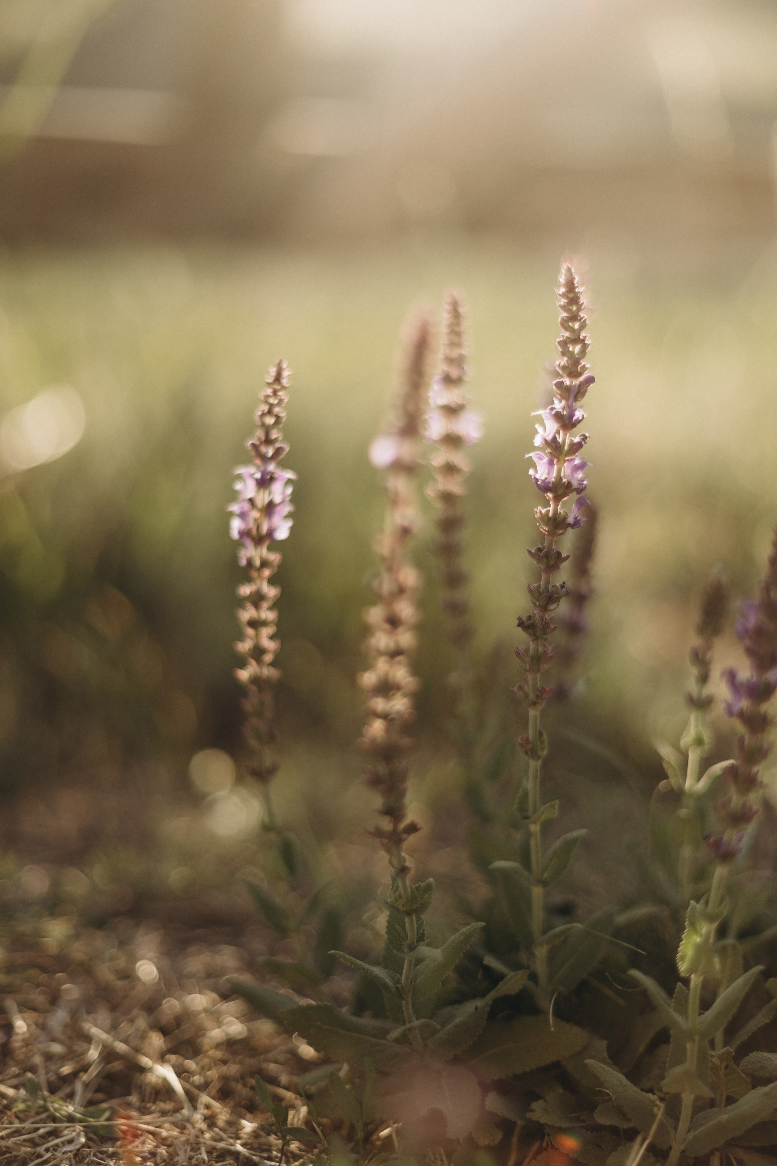 Настя. Главная