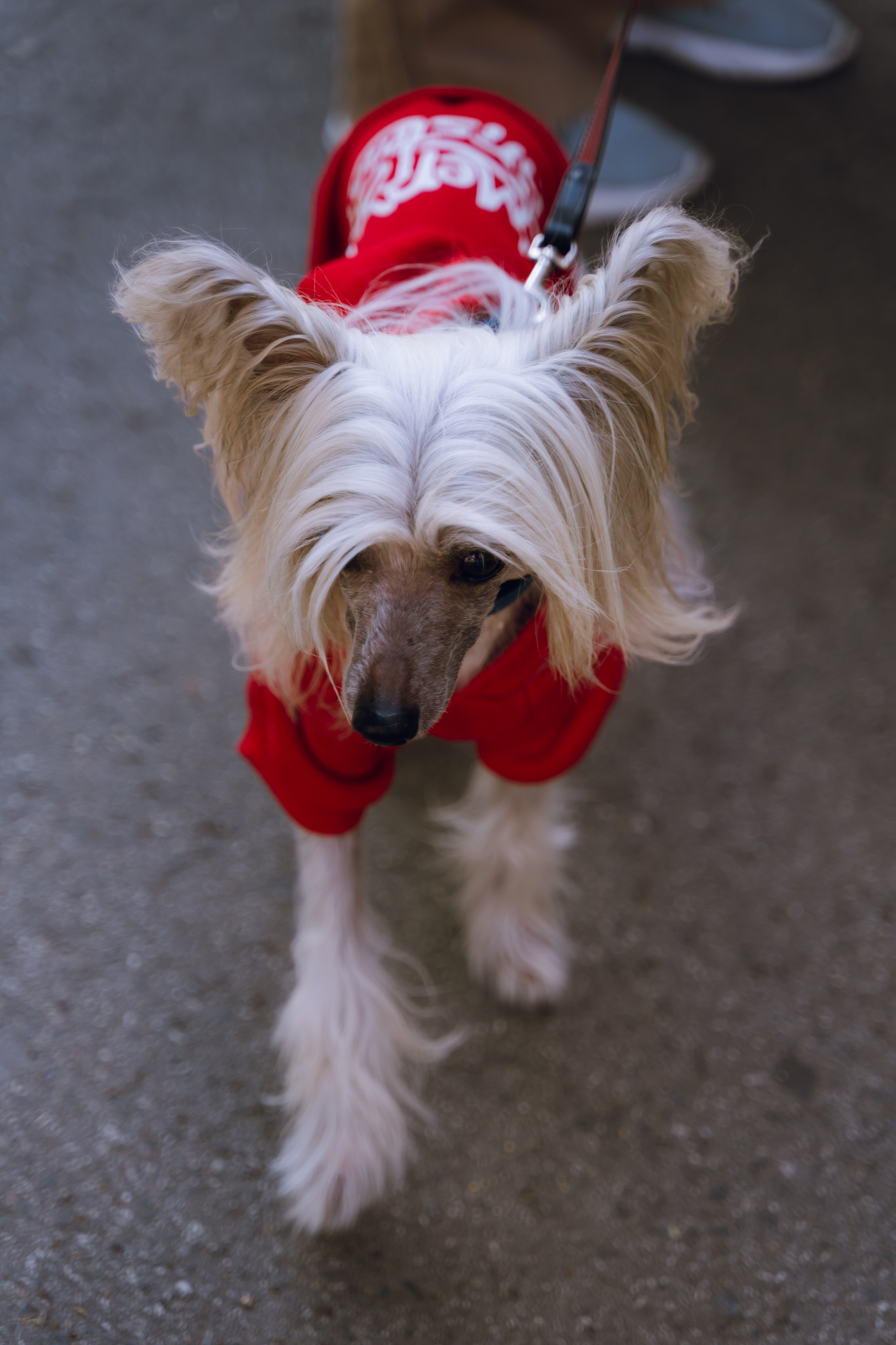 Площадка фестиваля «Мампус и его друзья» в Лесопарке 2025. Фотограф Надежда Погребняк | Рязань | Москва