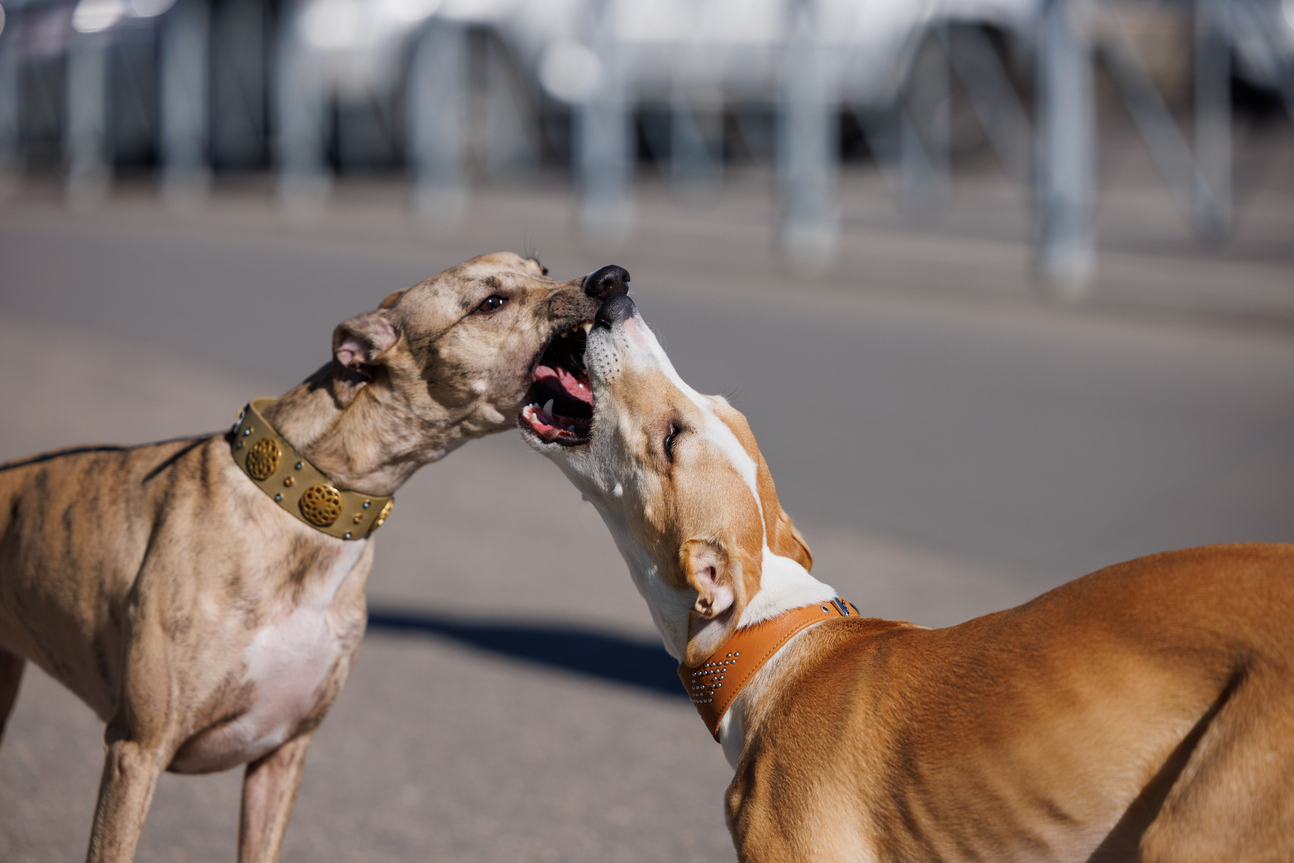 Сфера и Крокус 8,9,16 и 30.03.2025. Фотограф-анималист Юлия Германика