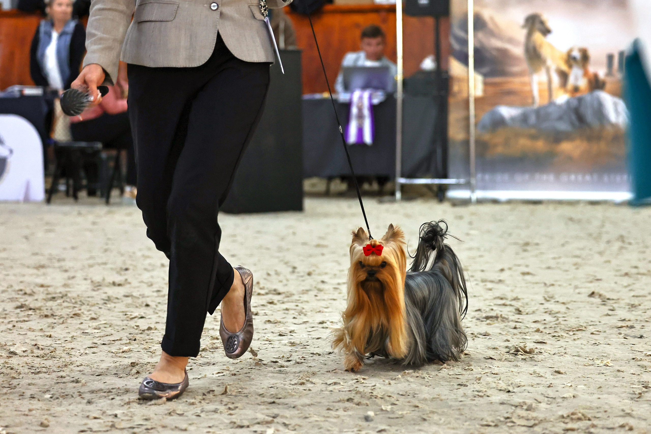 Астана 2хCACIB 26-28.09.2025. Фотограф-анималист Юлия Германика