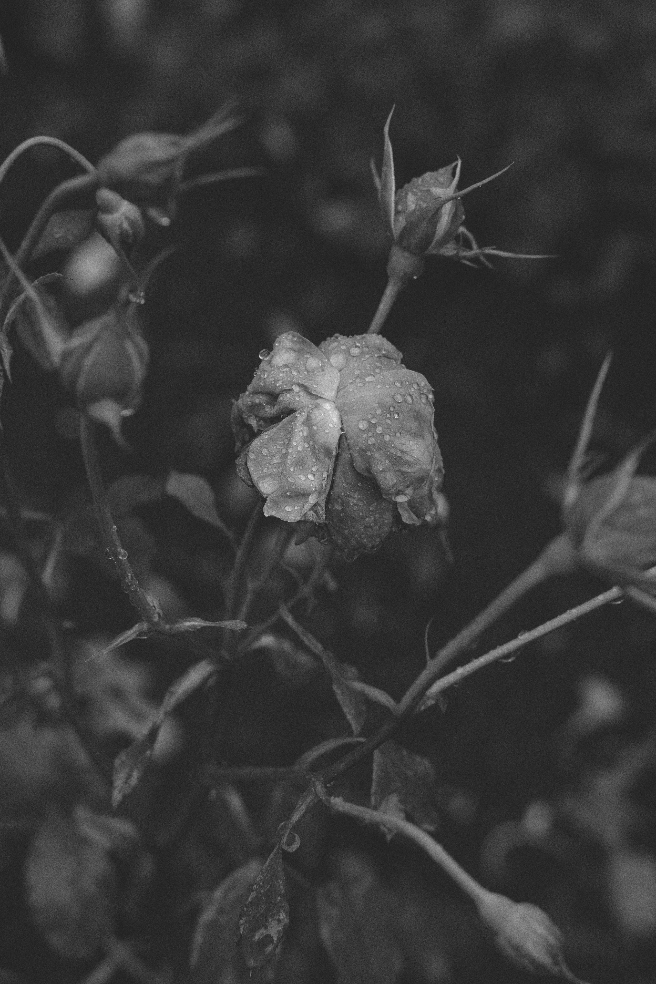 Жизнь сада. Works