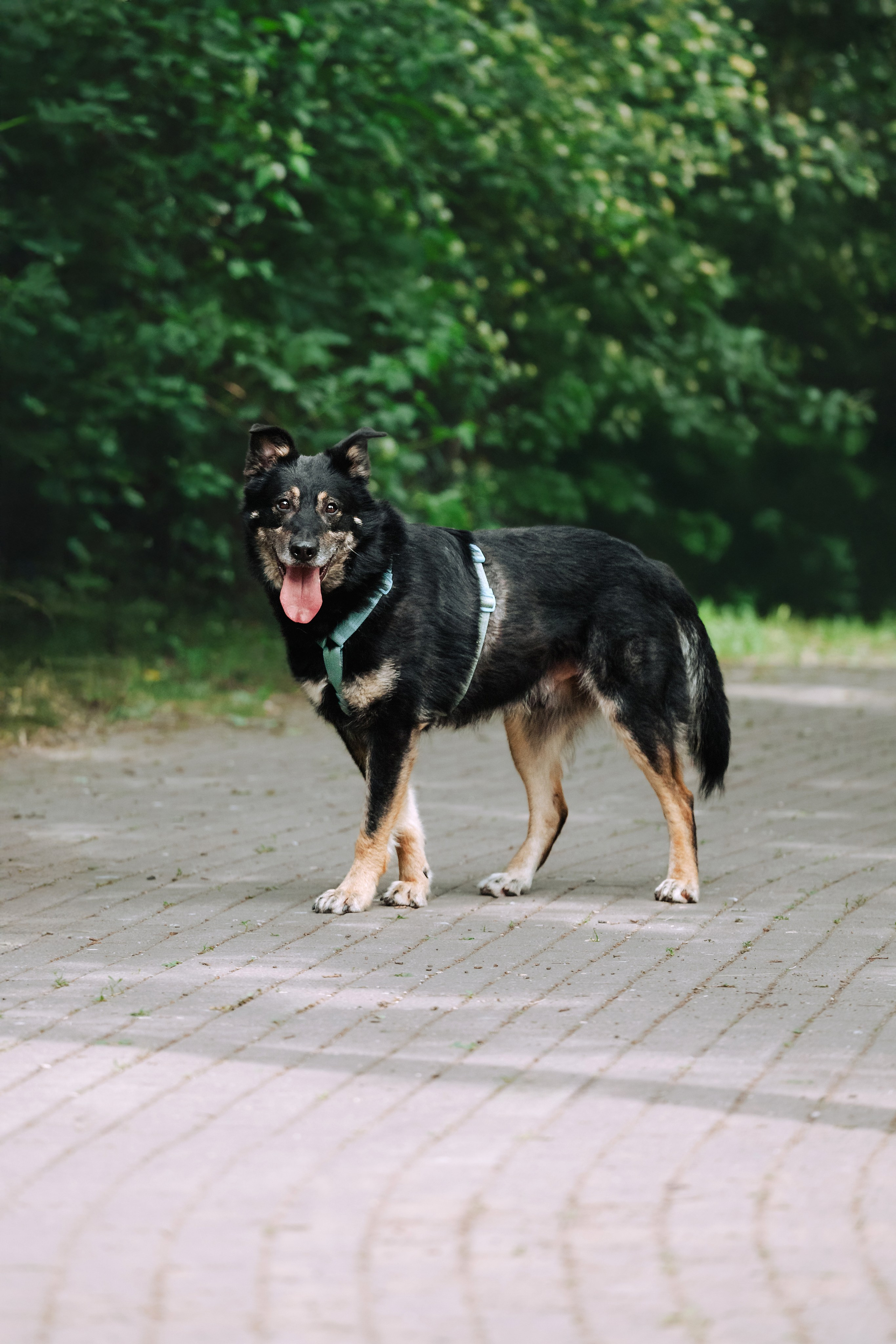 Собаки из приюта Дубовая роща лето 2025. Фотограф-анималист Татьяна Степанова