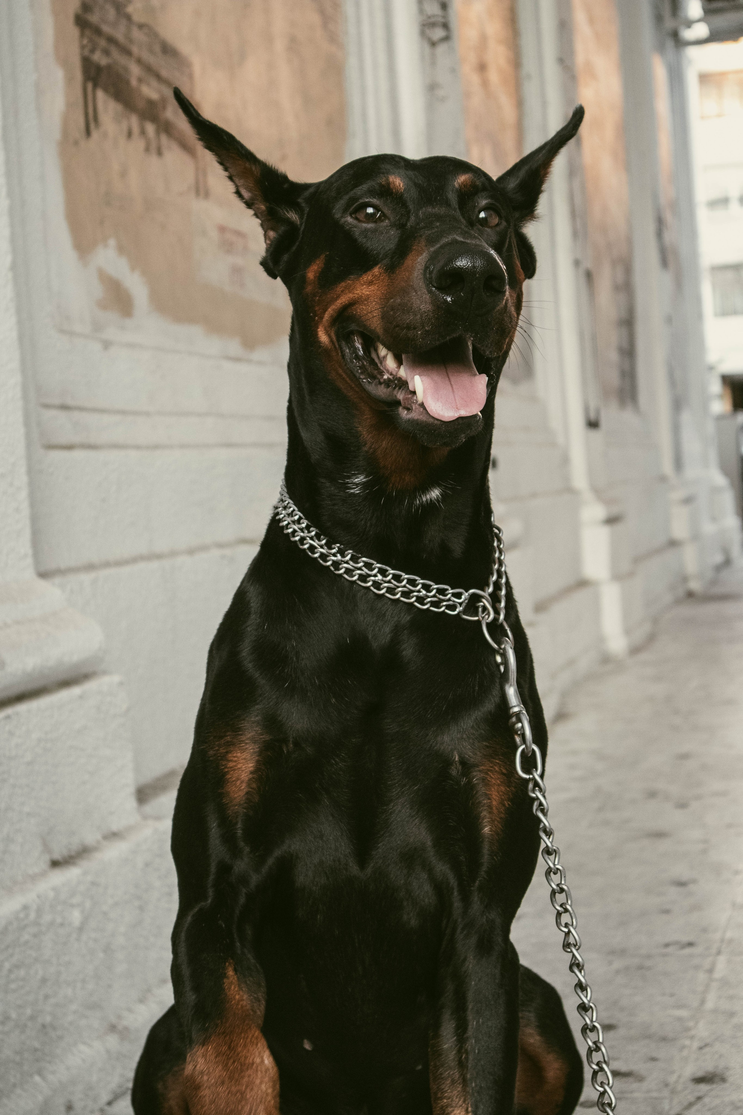 «Жизнь в ритме шага: пара с доберманом». Уличный фотограф Города N