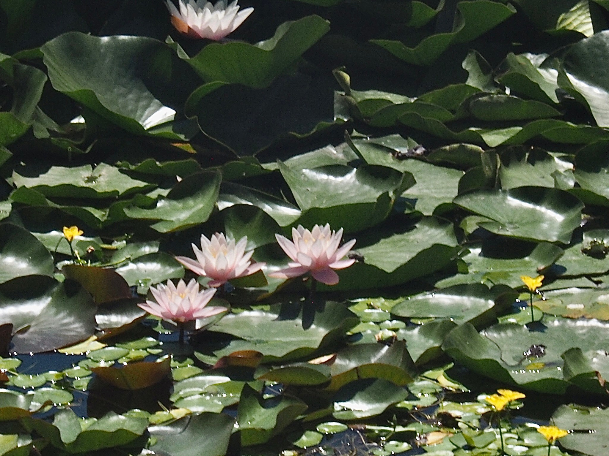 Флора и фауна. Смотри, красота!