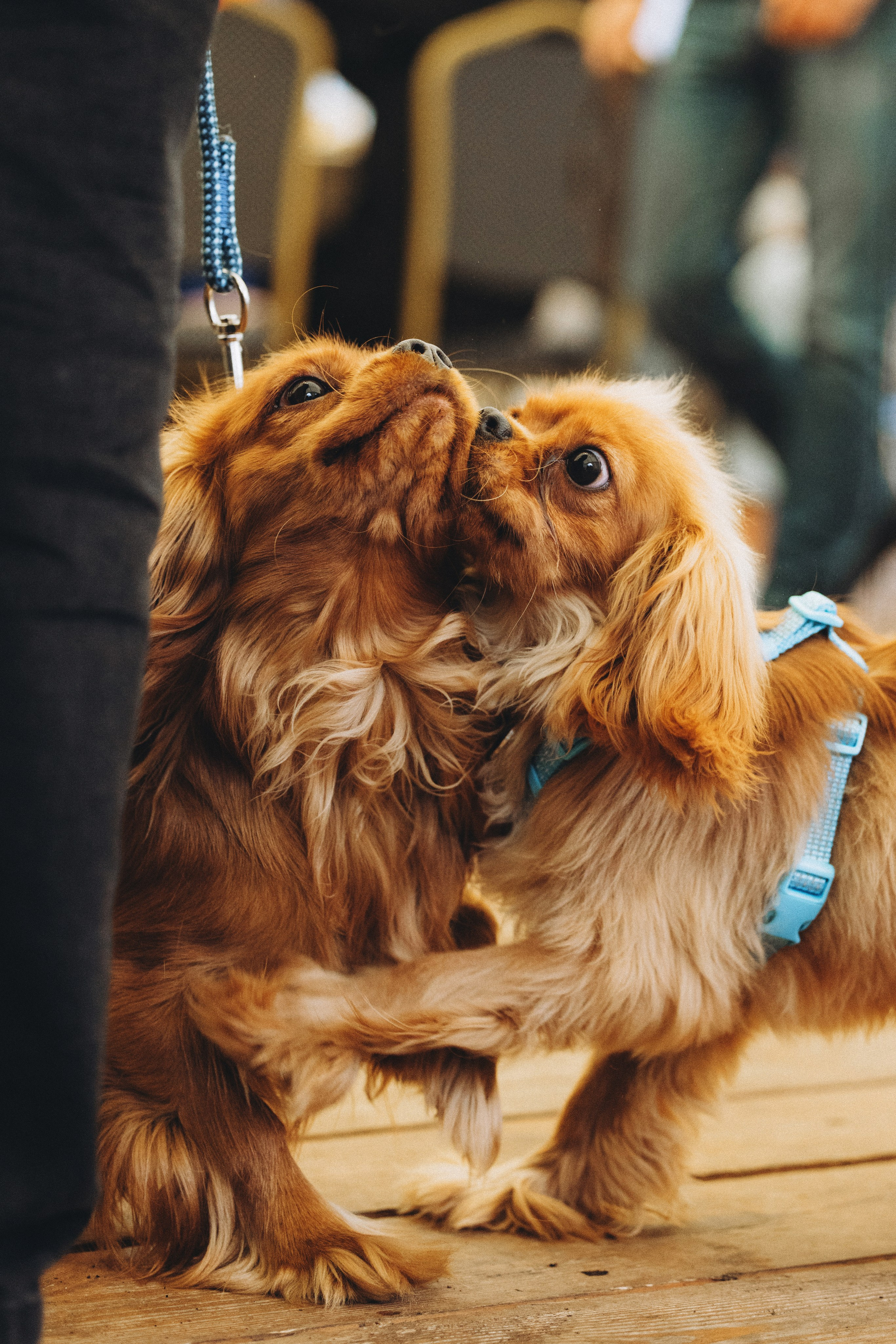 Встреча ККЧС. Фотограф анималист Осипчикова Мария