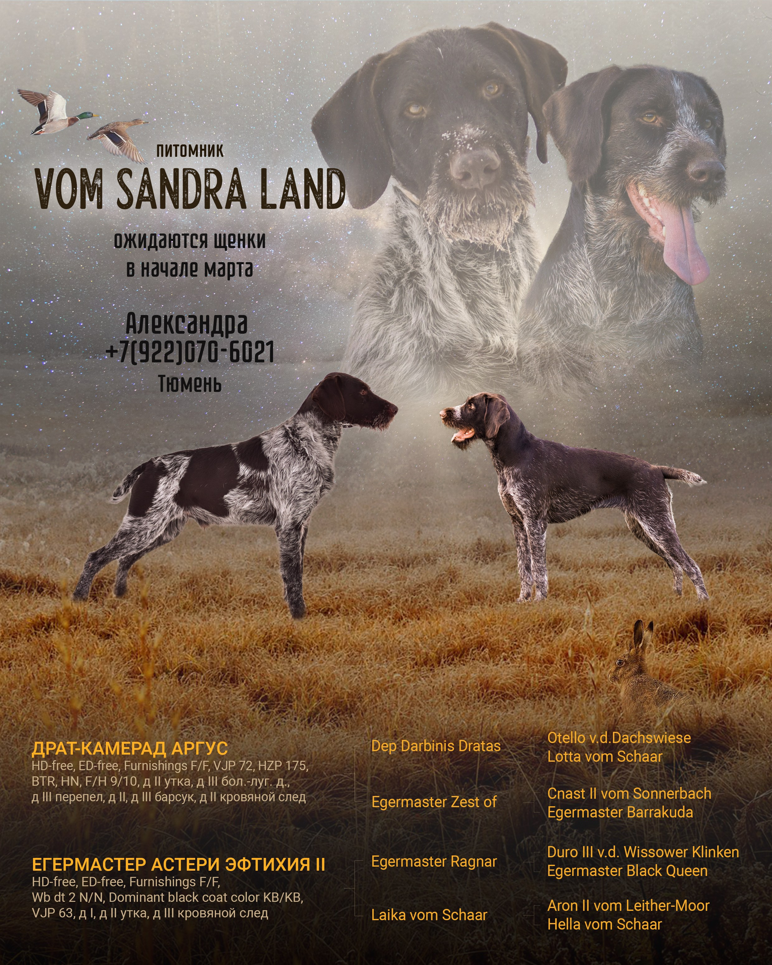 Дизайн. Фотограф-анималист в Калуге Мария Шерскова